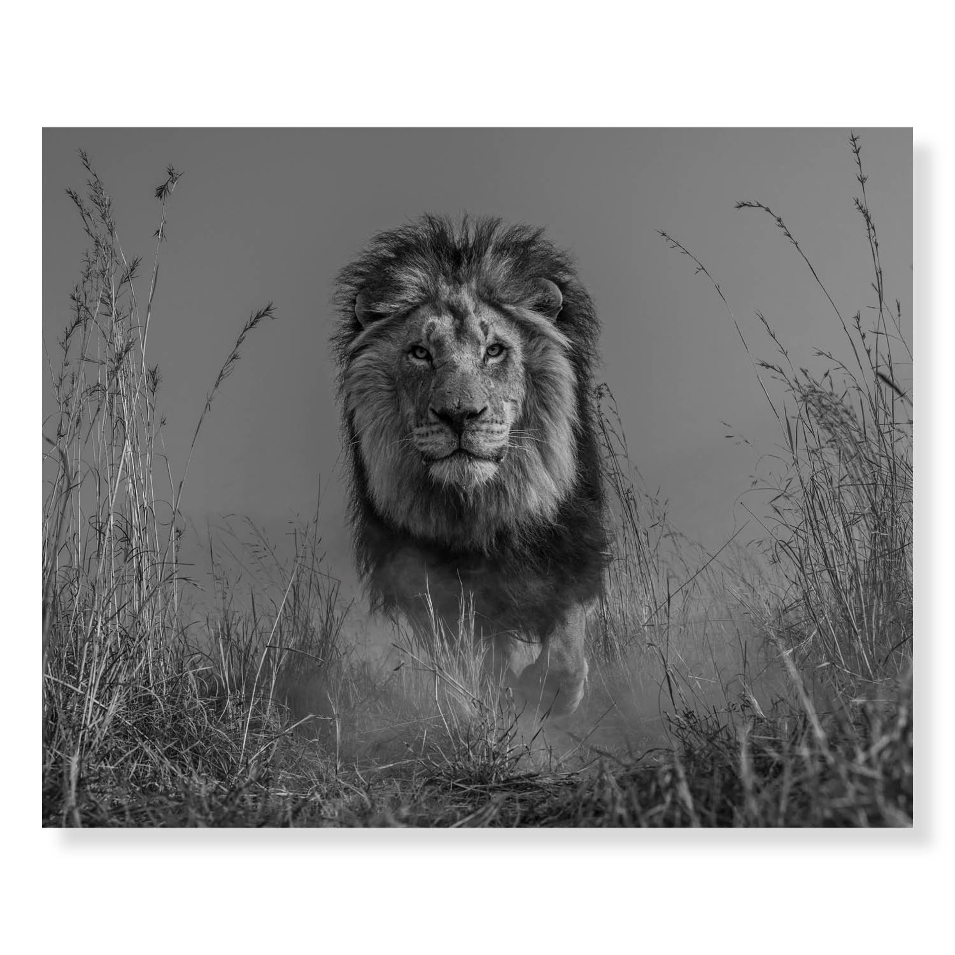 The King and I by David Yarrow