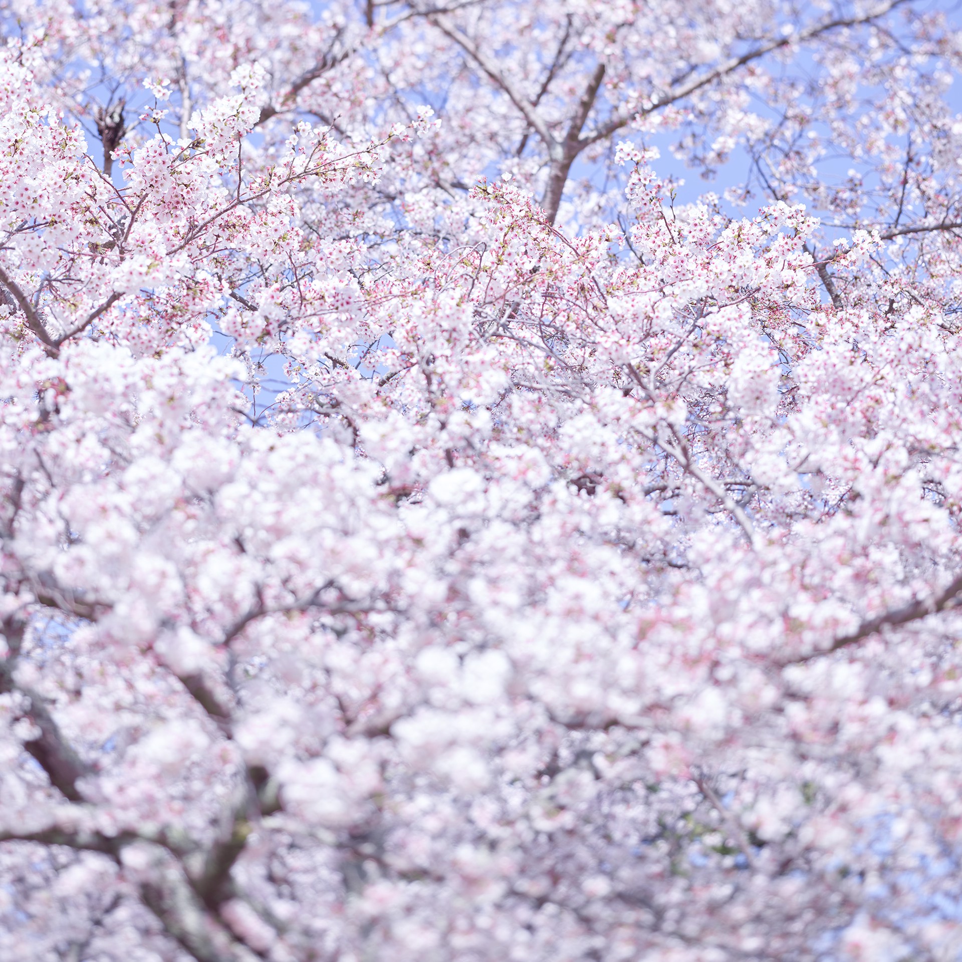 Sakura 8 by David Burdeny