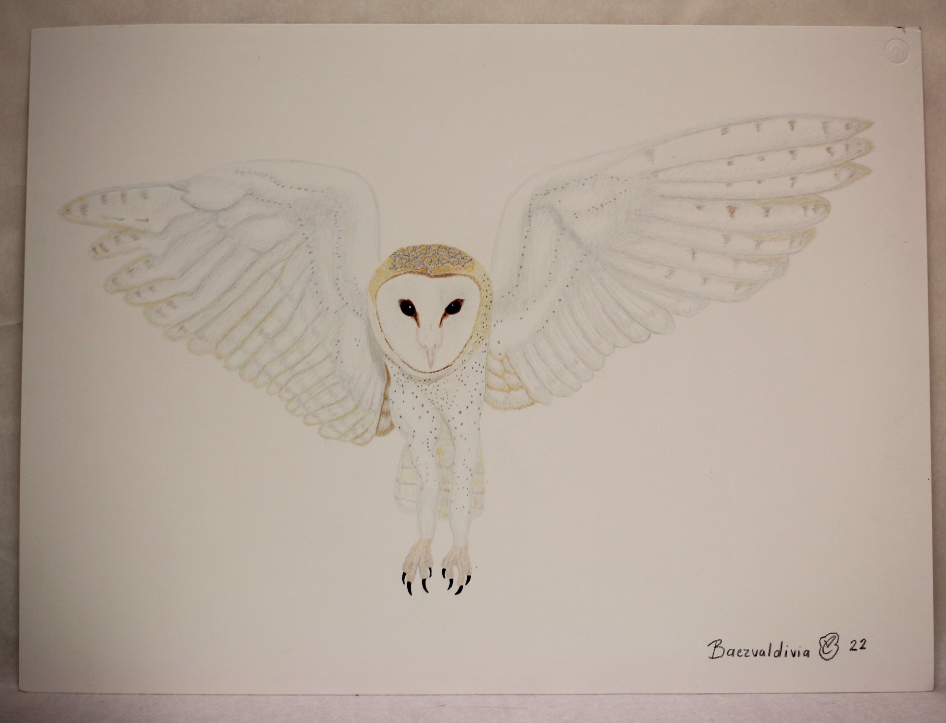 Barn Owl by Baezvaldivia