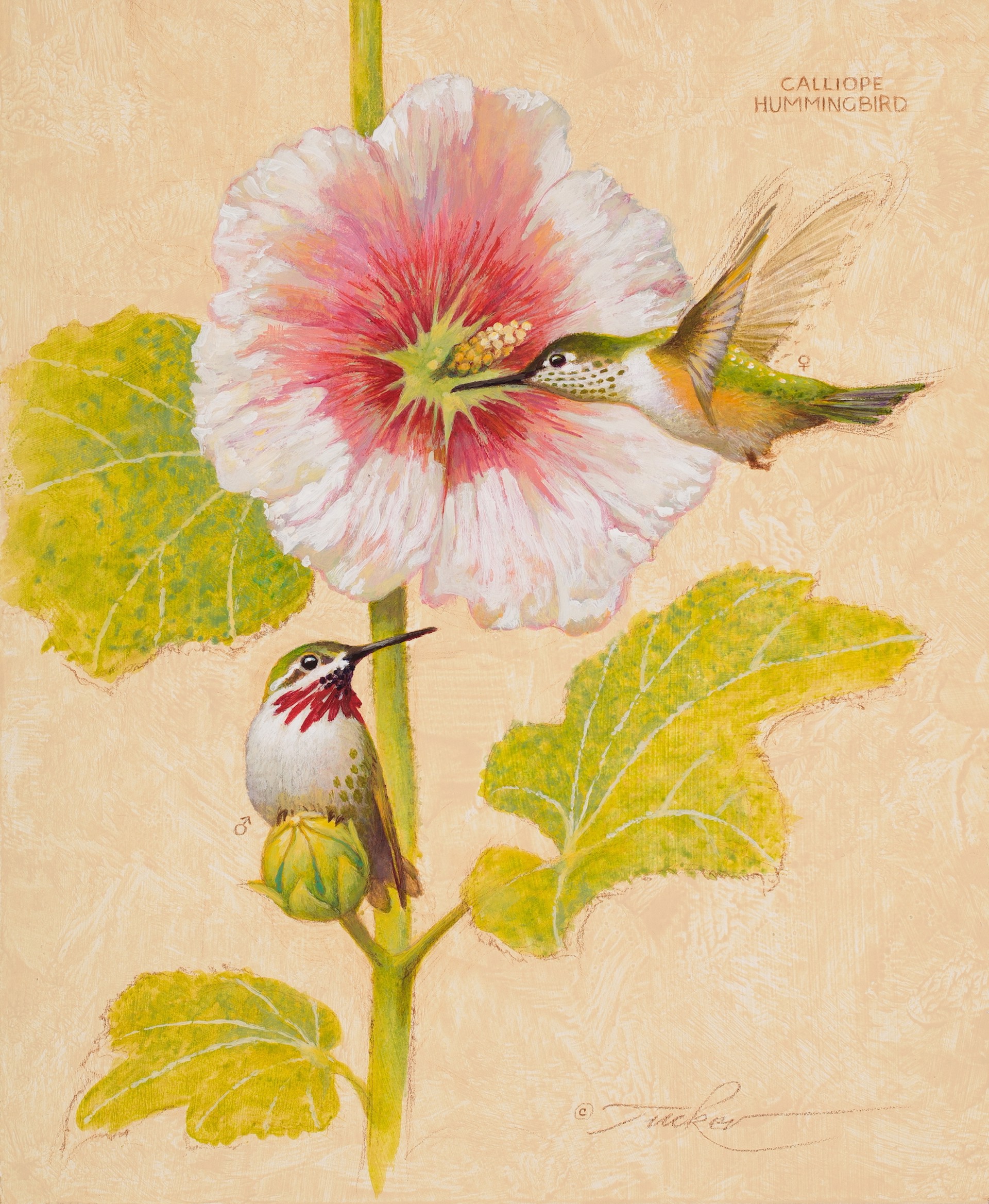 Calliope Hummingbirds by Ezra Tucker