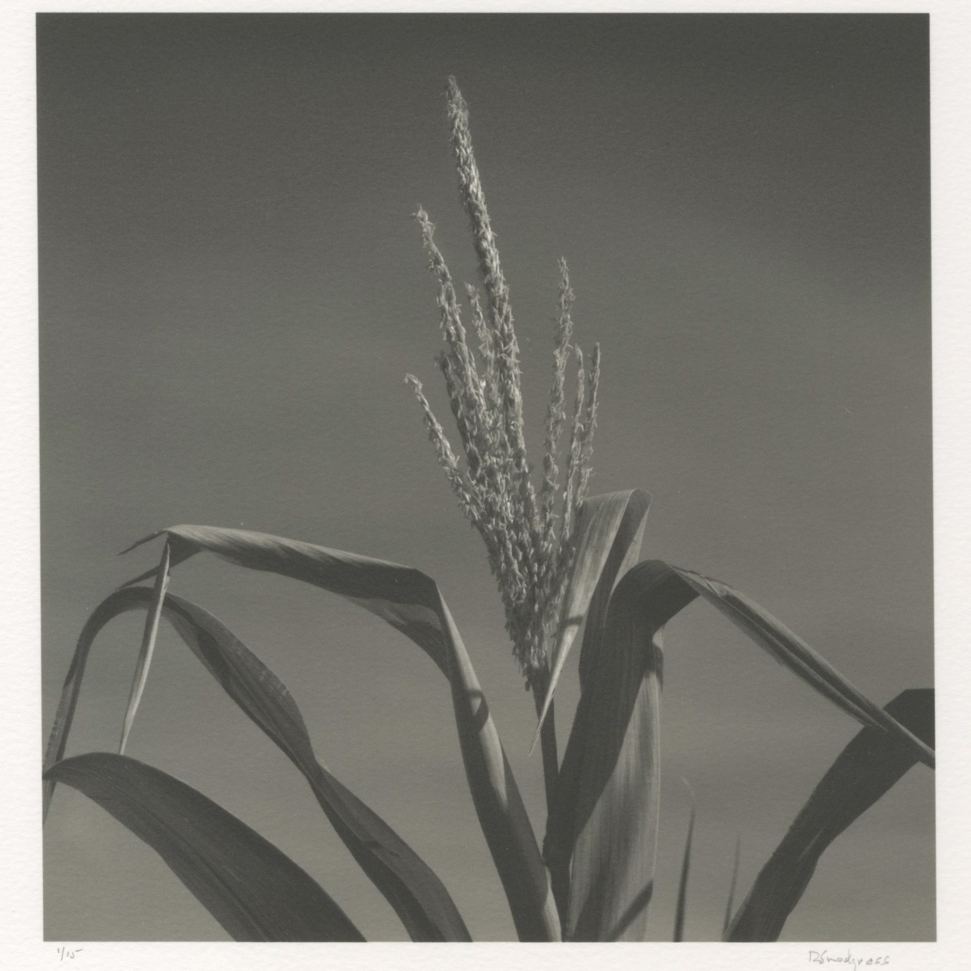Somerset Corn Stalk by Richard Snodgrass