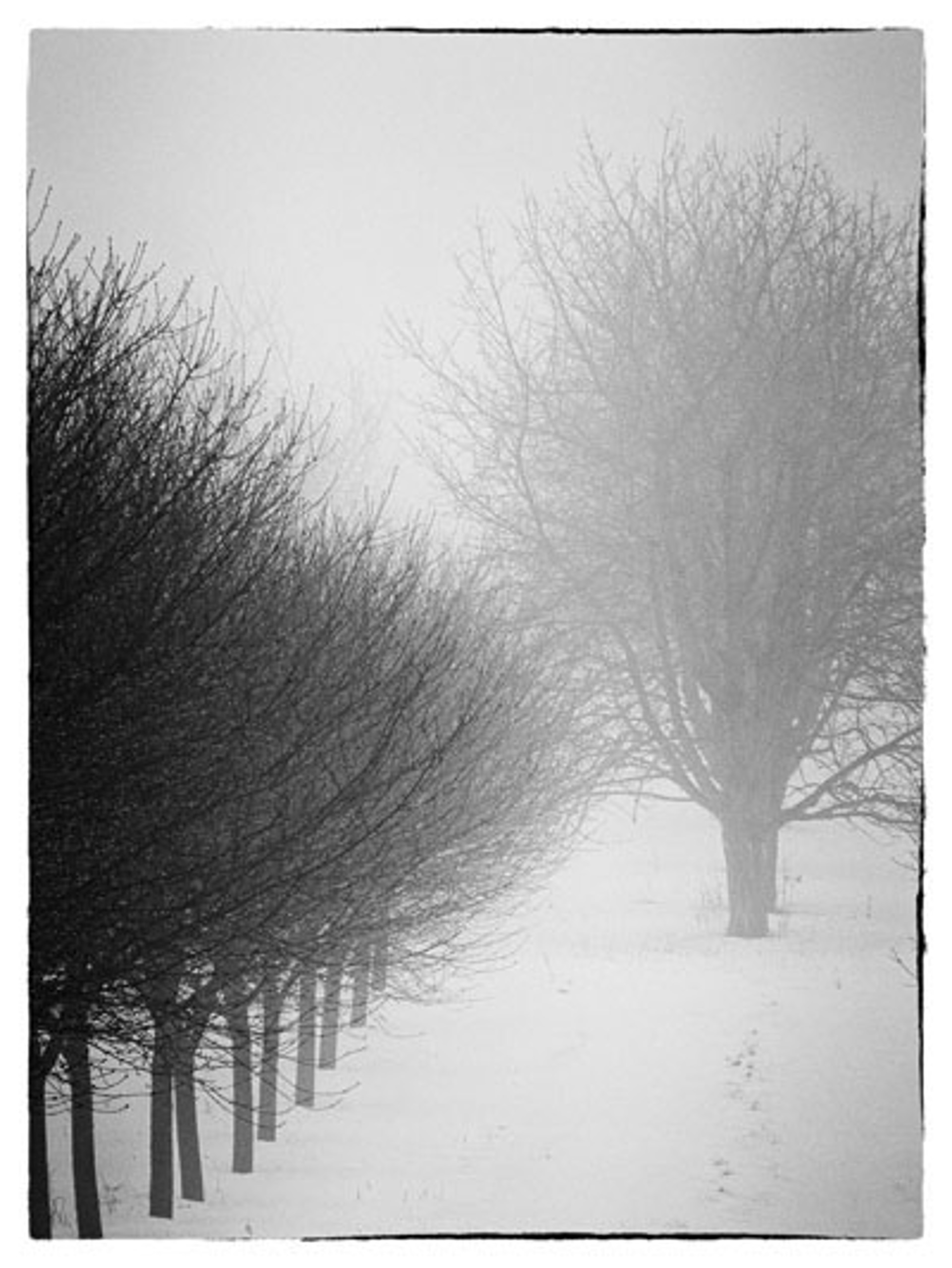 Foggy Orchard by Arlene Stanger