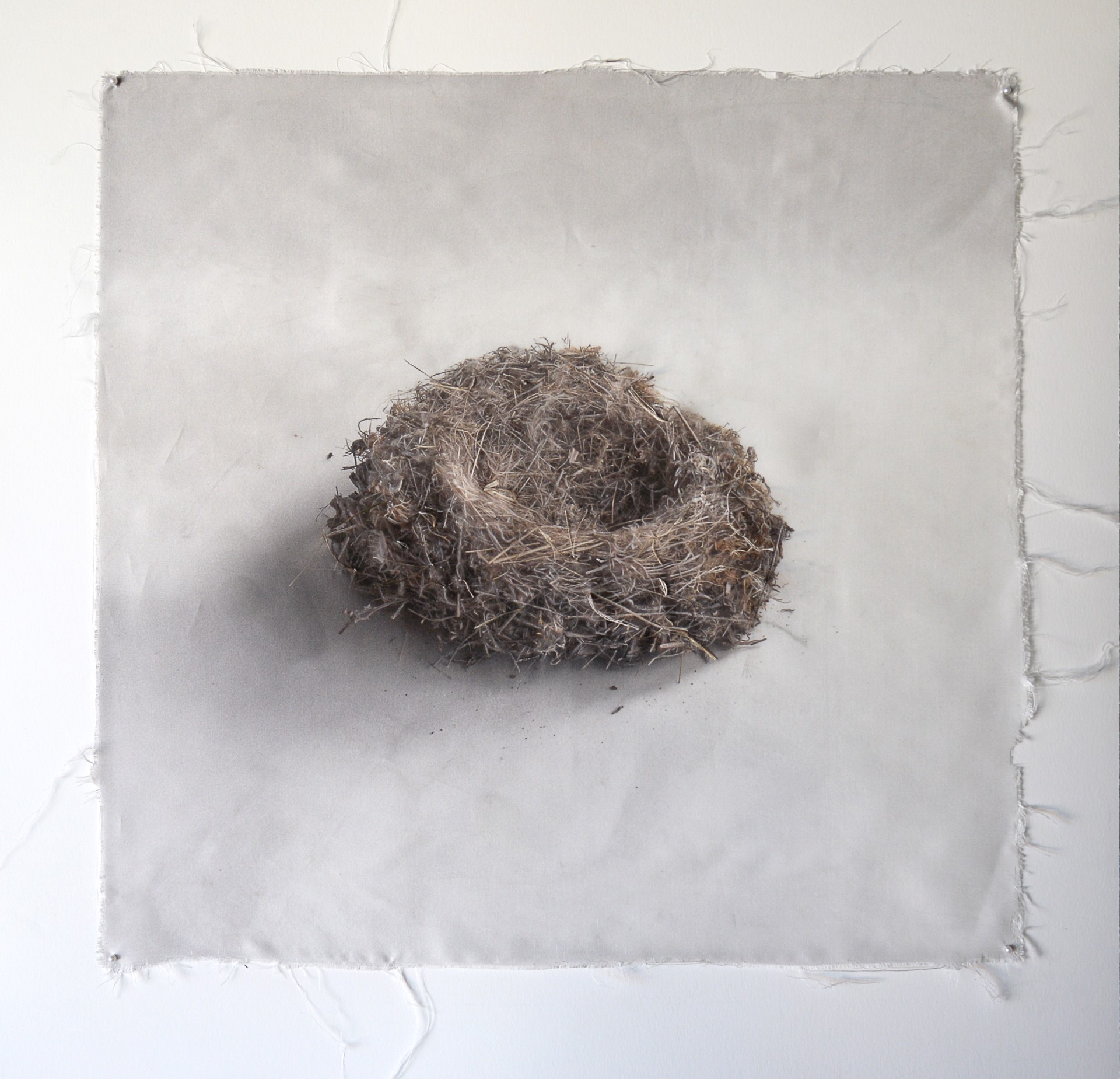 Untitled Nests #6 by Kate Breakey