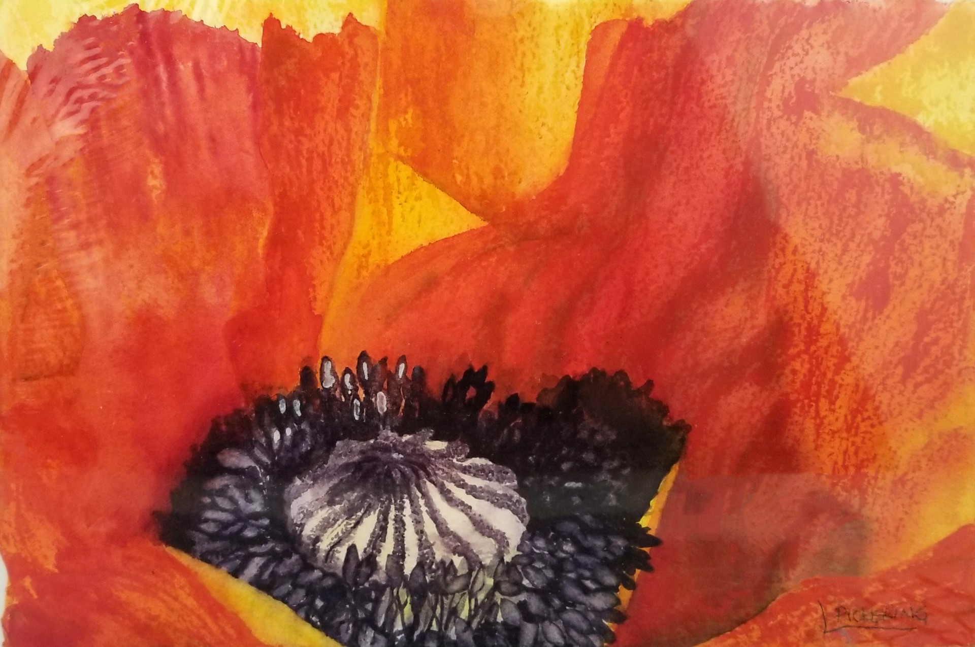 Flaming Poppy by Laura Pickering