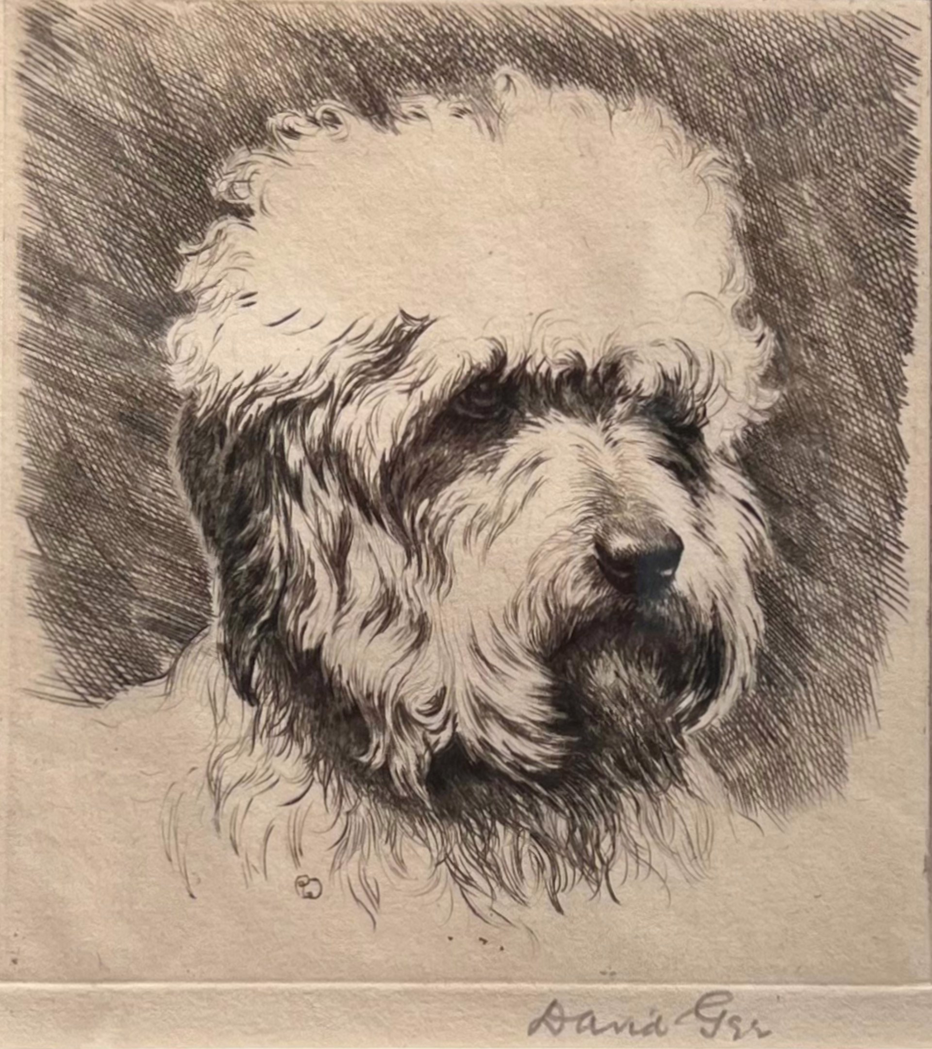 Dandie Dinmont Terrier by David Gee