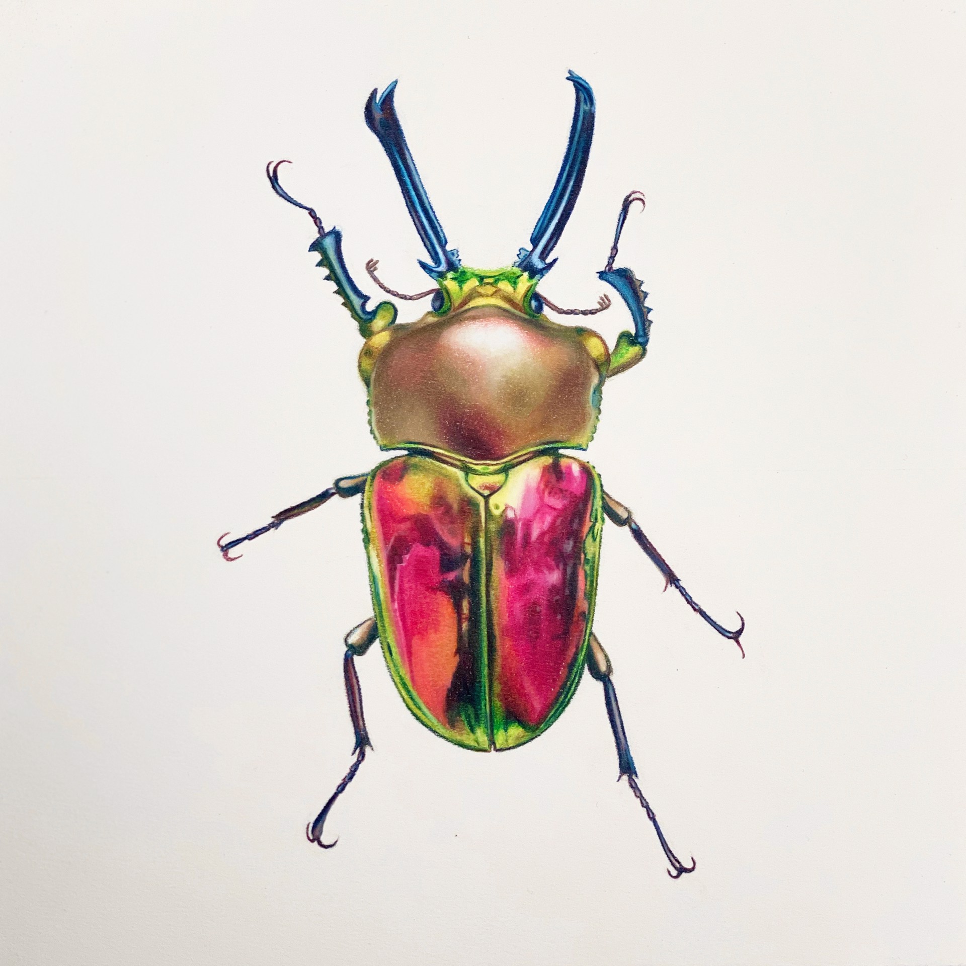 Coleoptera Chroma #24 by Hannah Hanlon