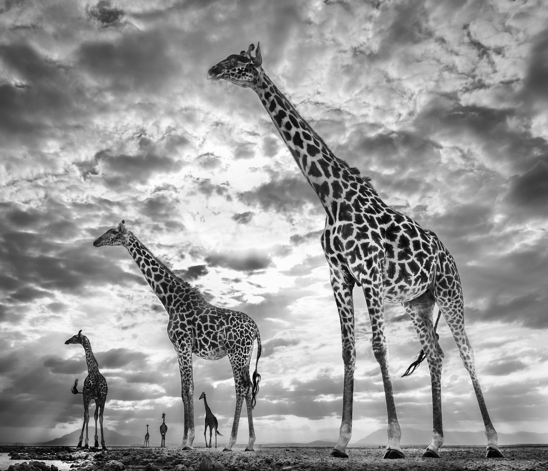 Keeping Up with the Crouches by David Yarrow