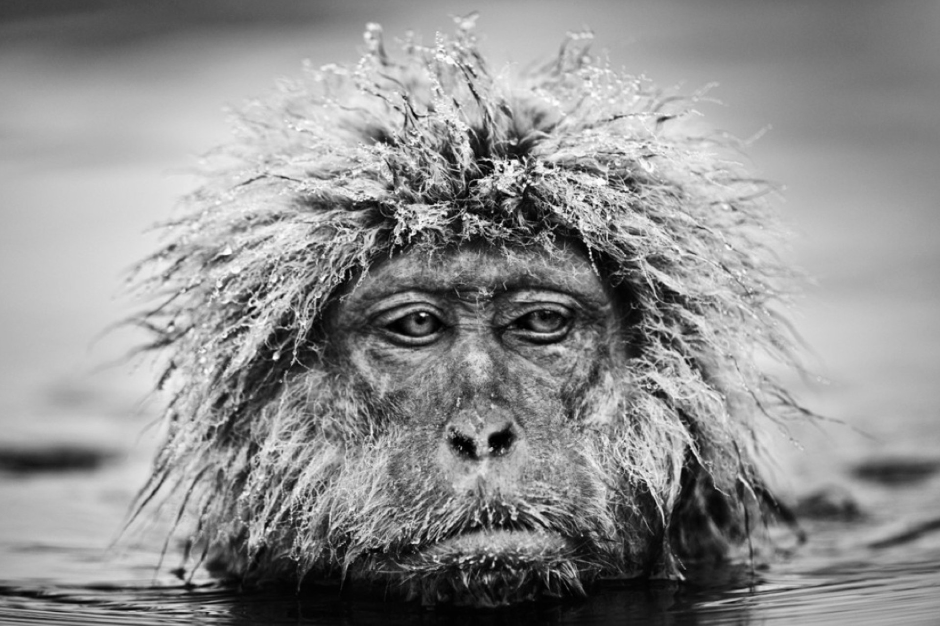 Grumpy Monkey by David Yarrow