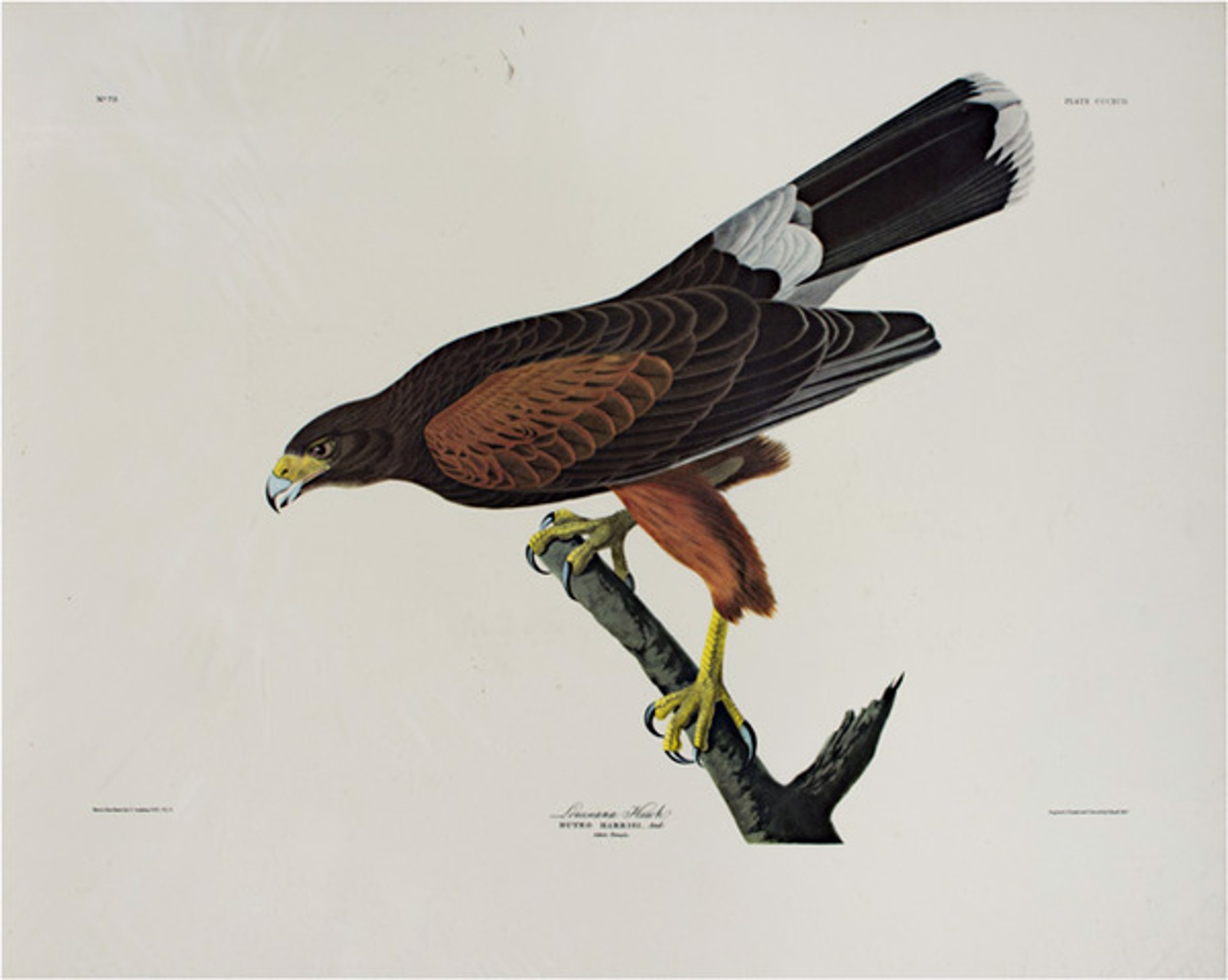 Louisiana Hawk by John James Audubon (after)