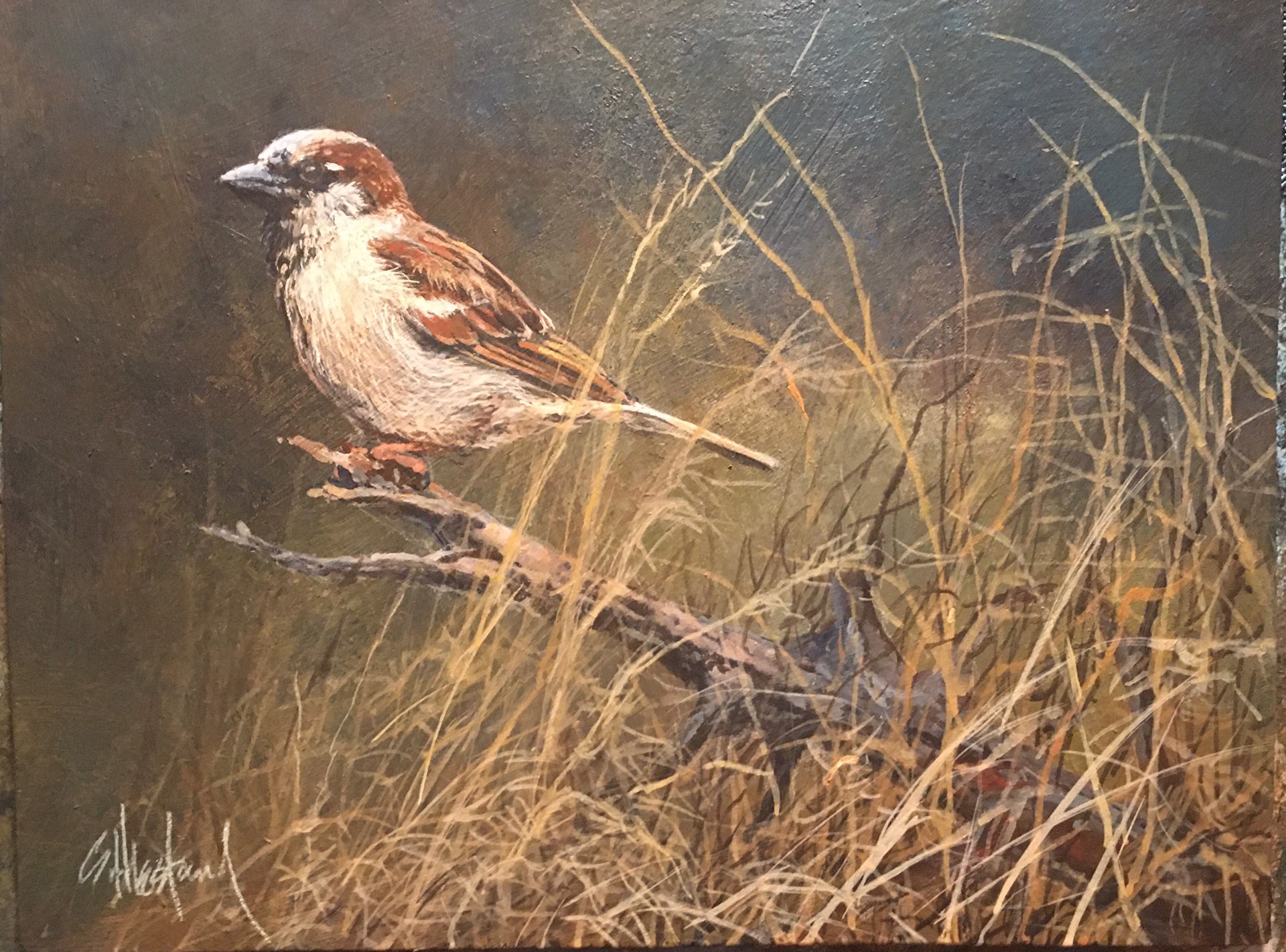 Sparrow by Scott Hiestand
