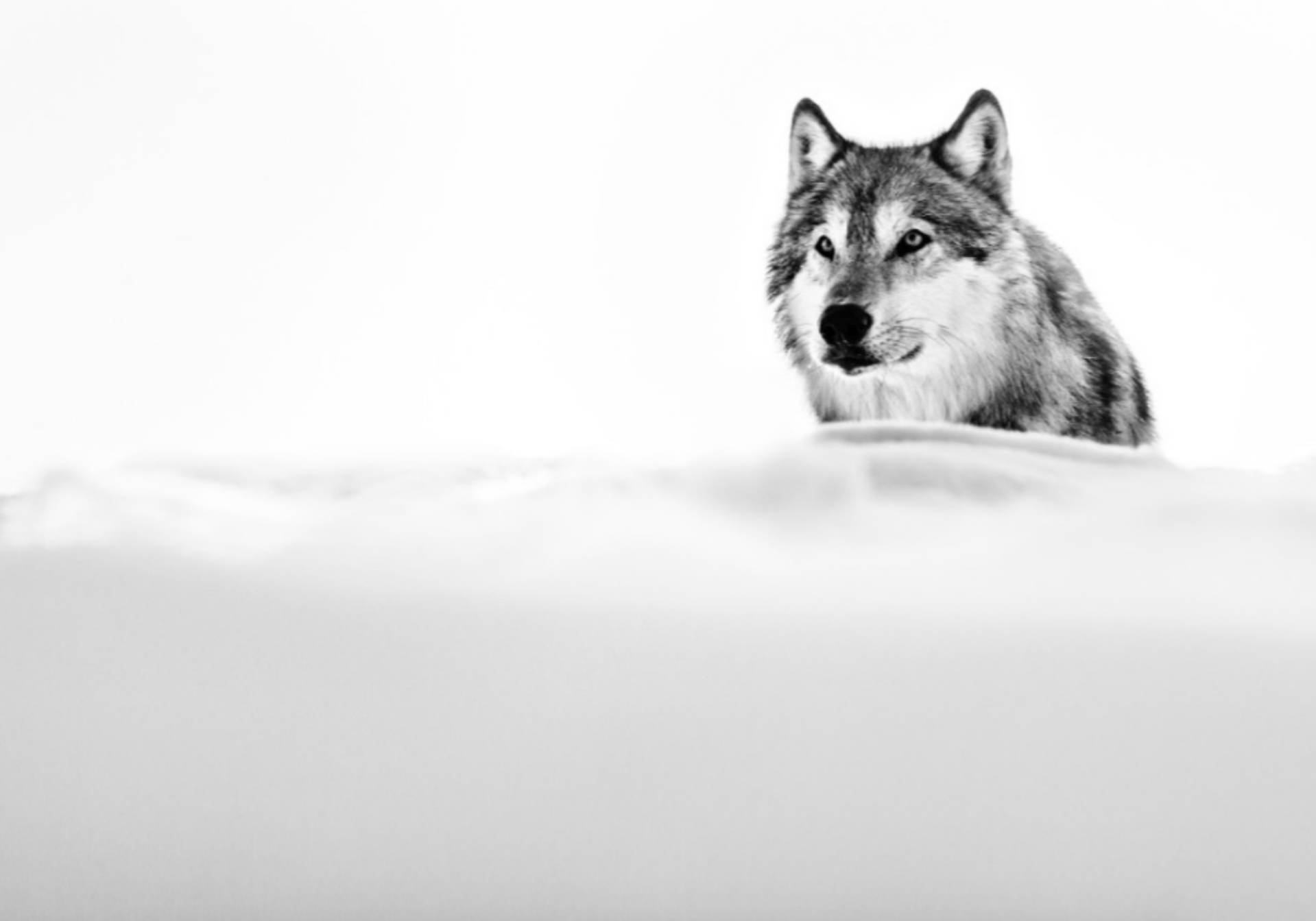 The Focused Wolf (AP3) by David Yarrow