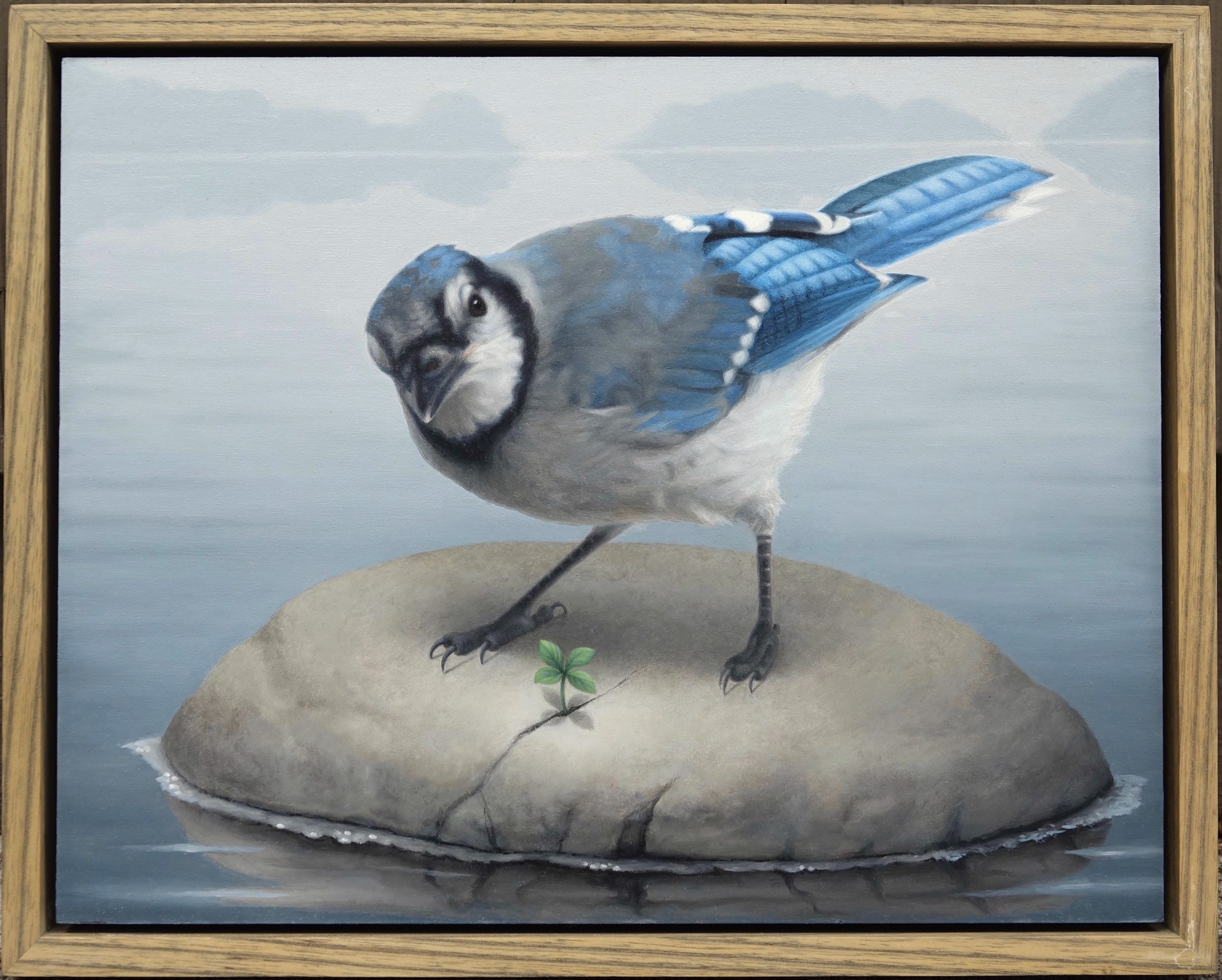 Blue Jay by Susan McDonnell