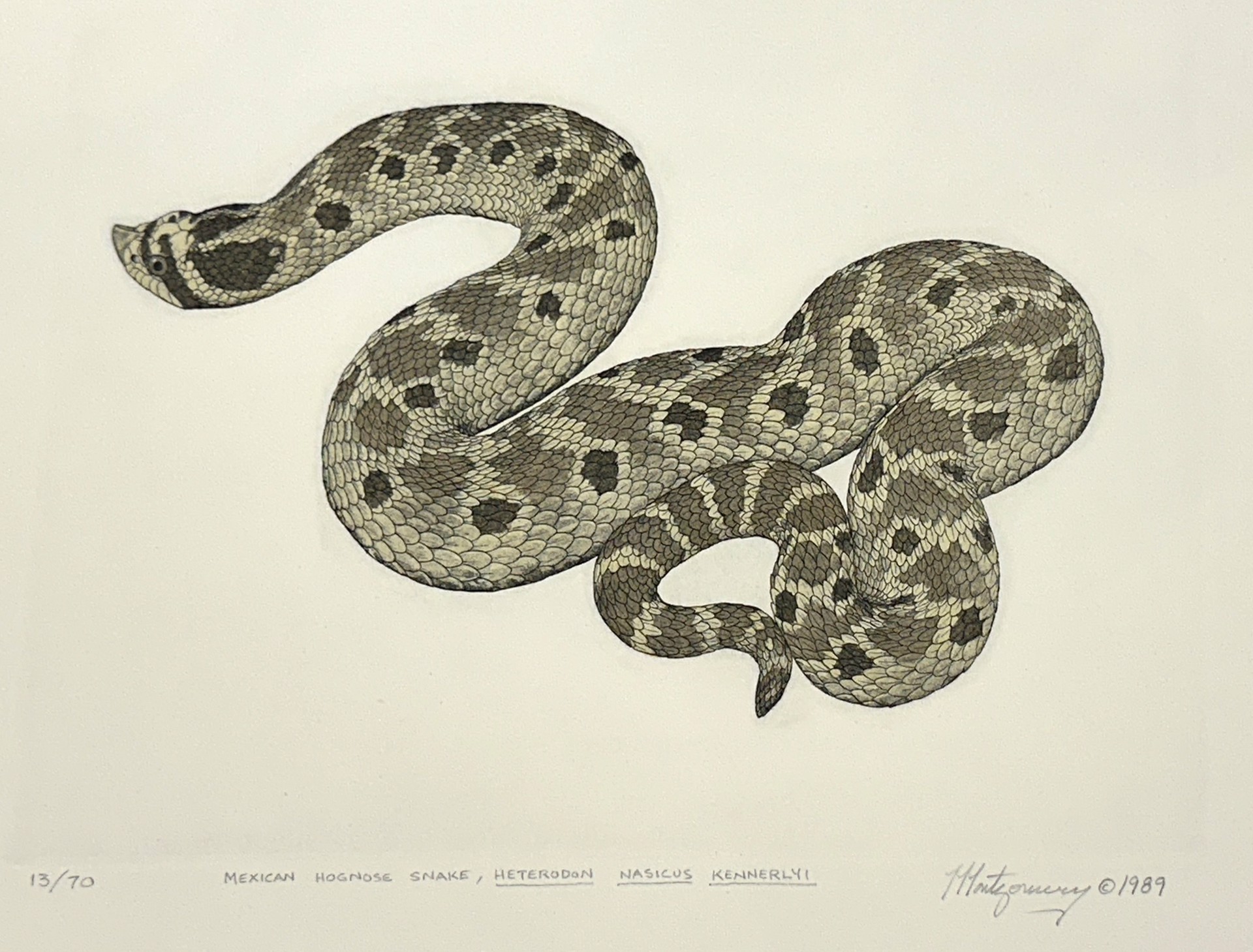 Mexican Hognose Snake by William Montgomery