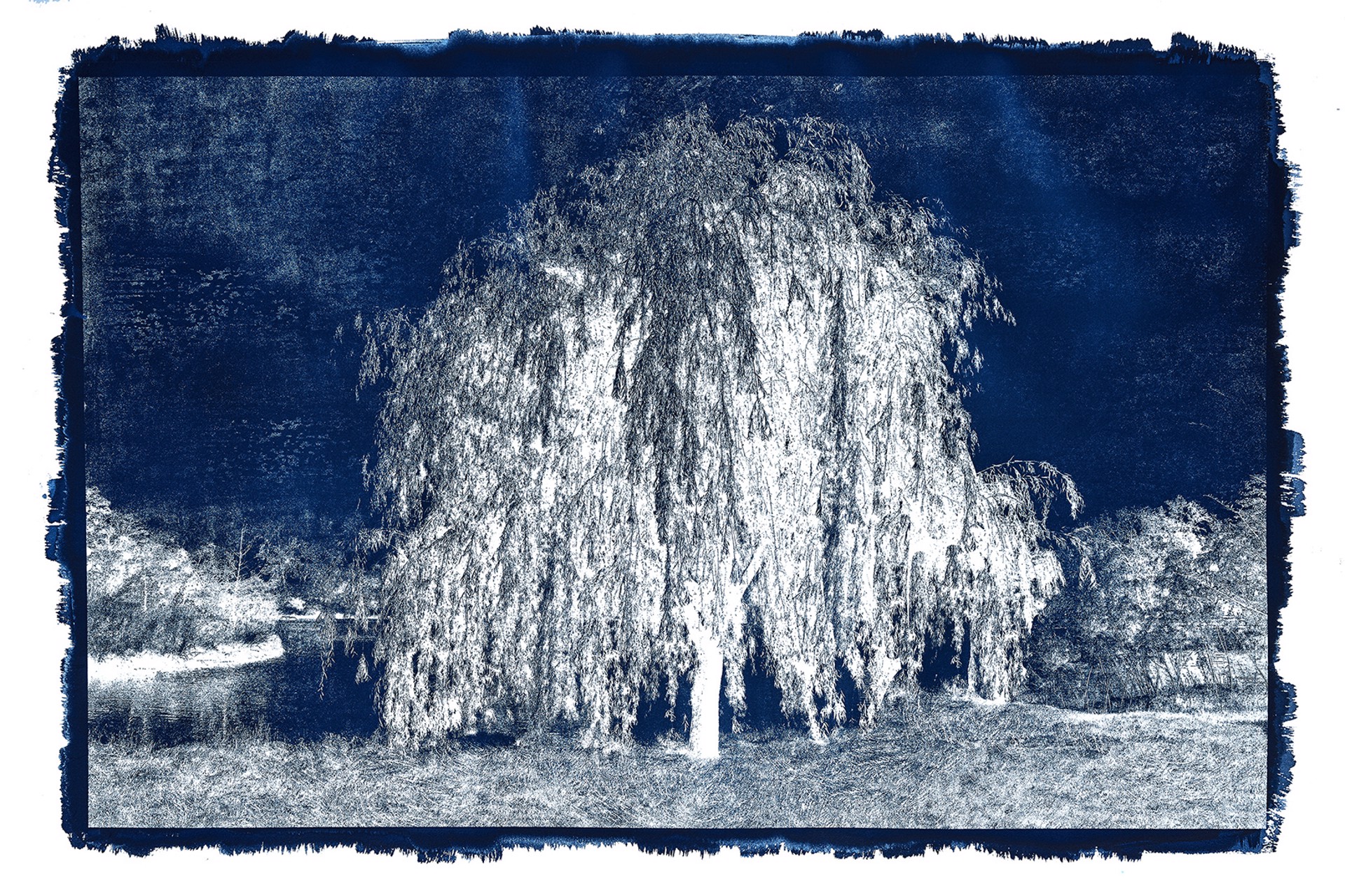 Cyanotype #20 by Michael Eastman