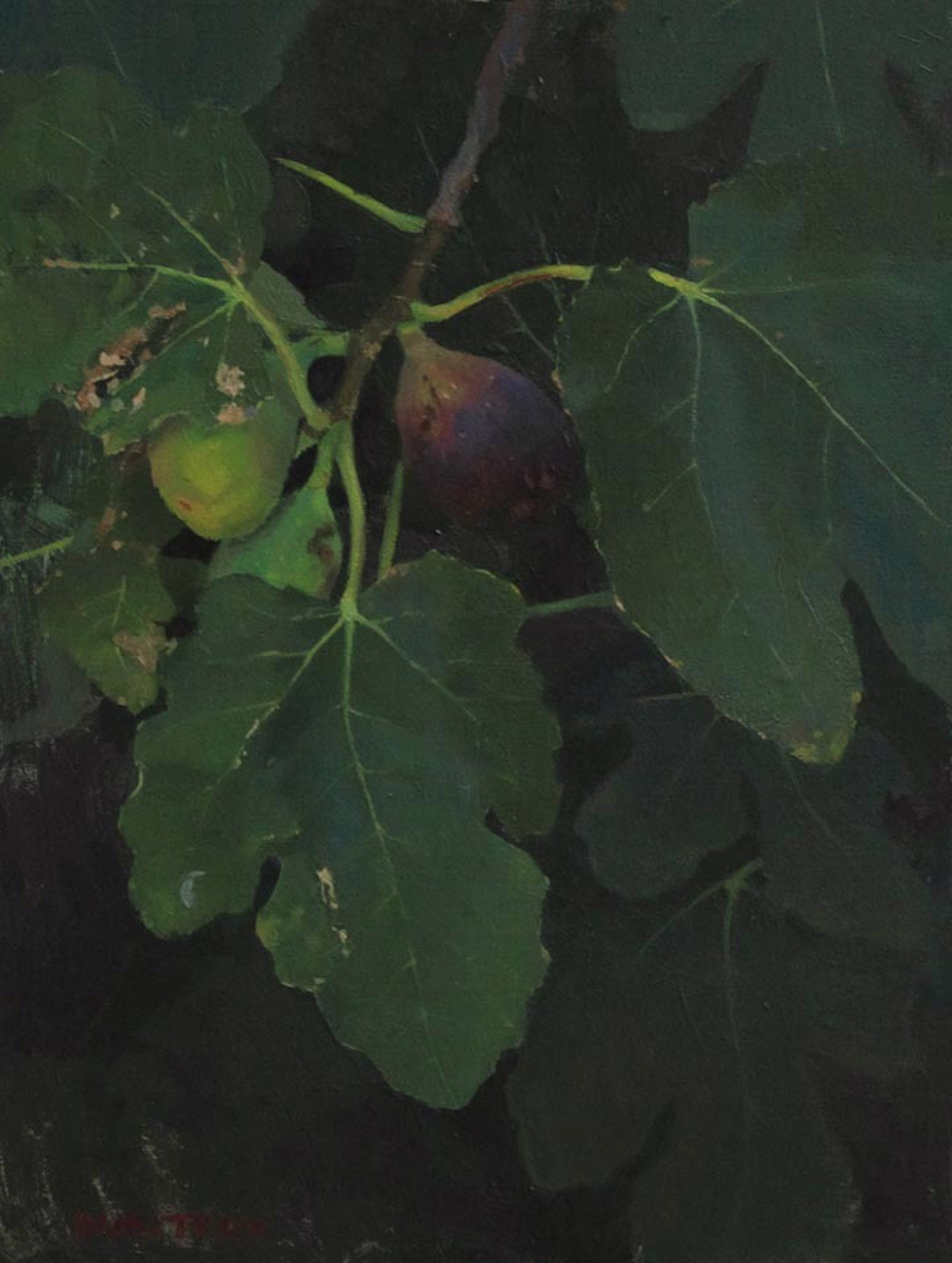 Figs by Martin Dimitrov