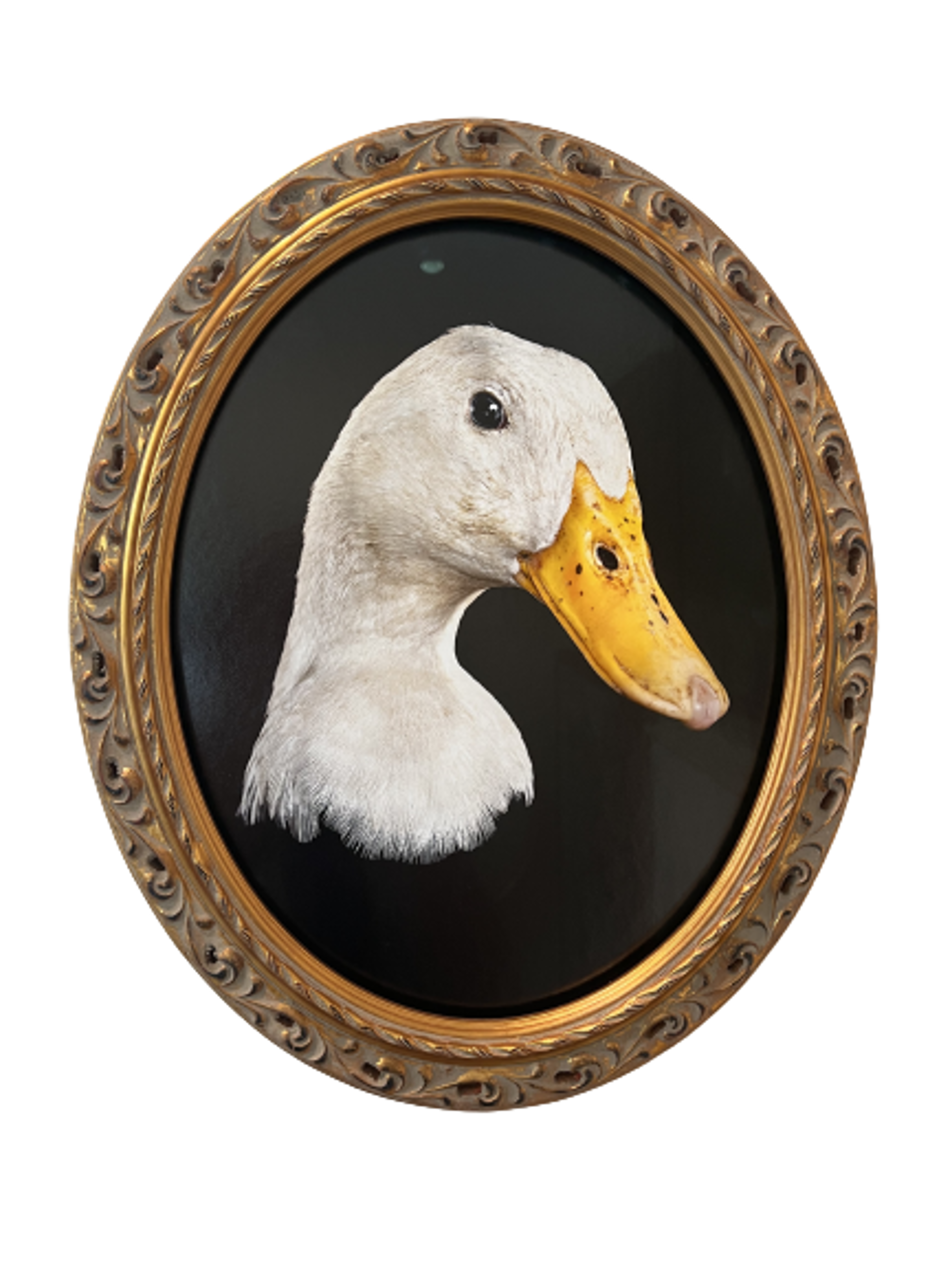Peking Duck, White Duck Head by Evan Kafka
