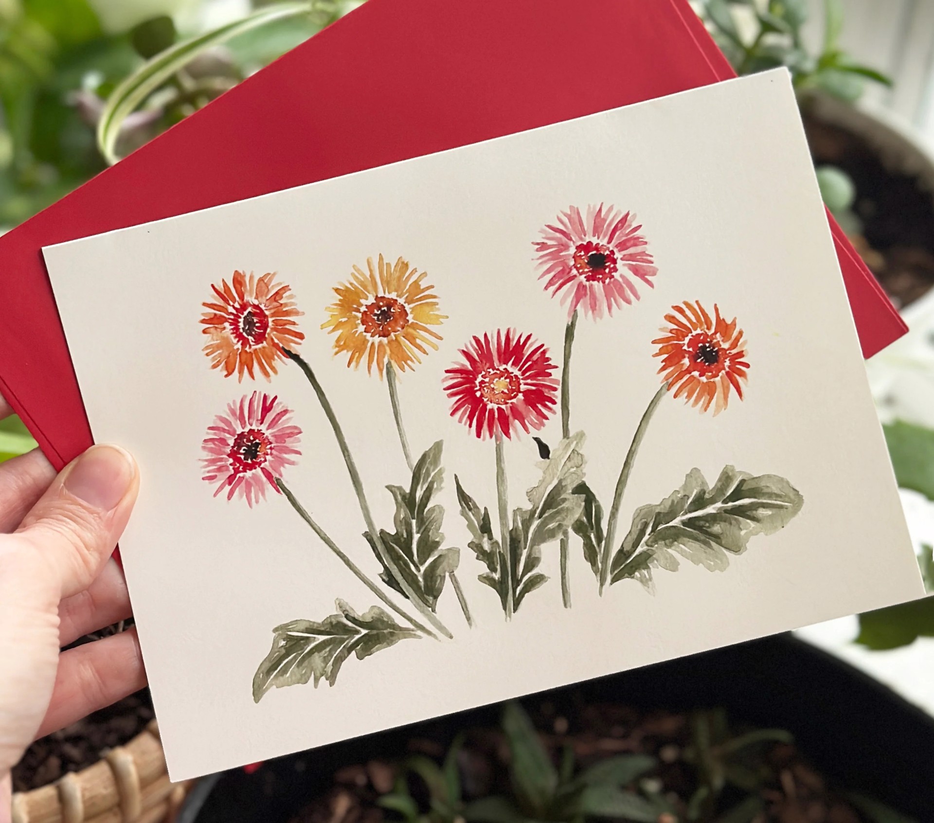 Gerbera Card 5 Packs by Lucia Duque