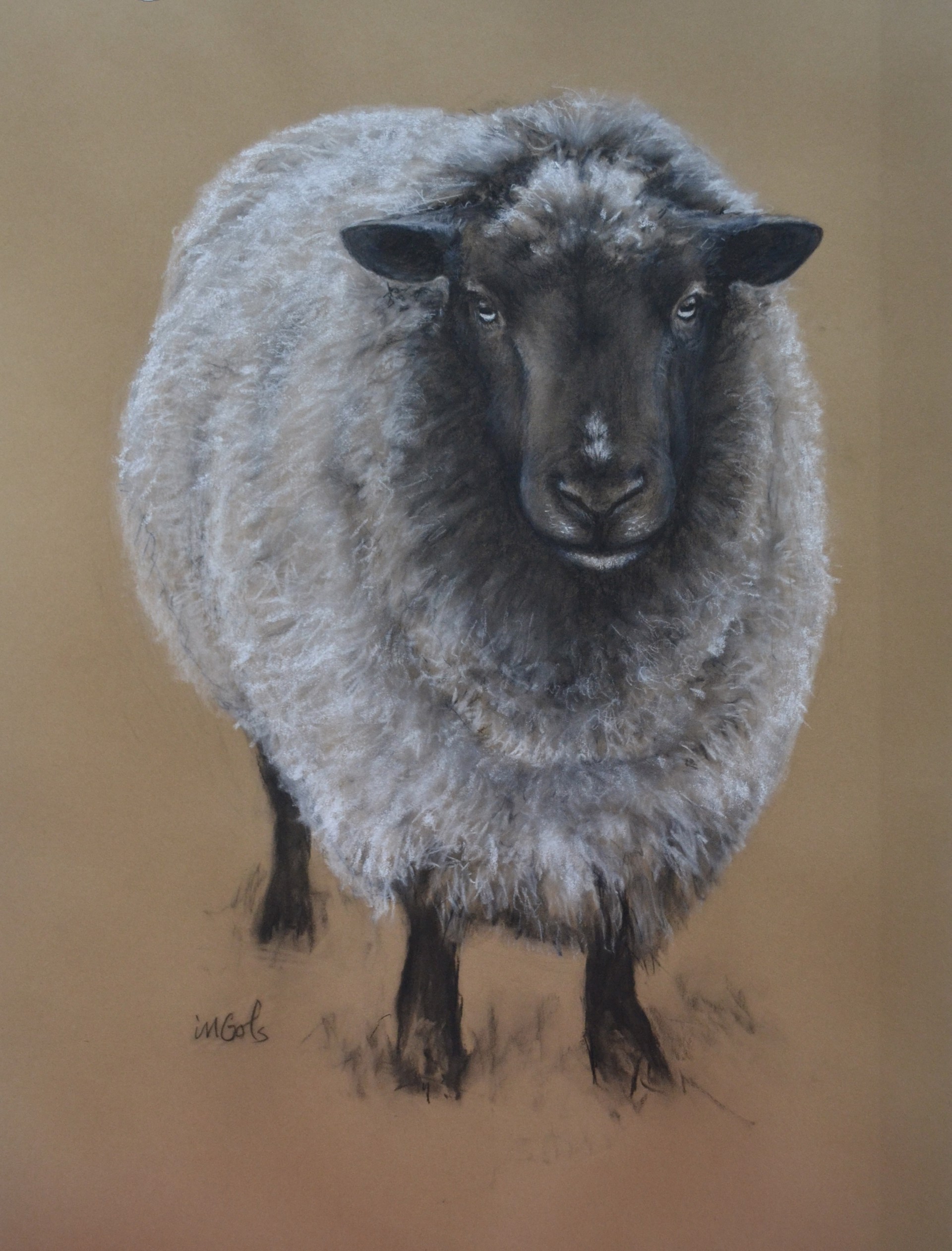 Shetland Sheep by Jane Ingols