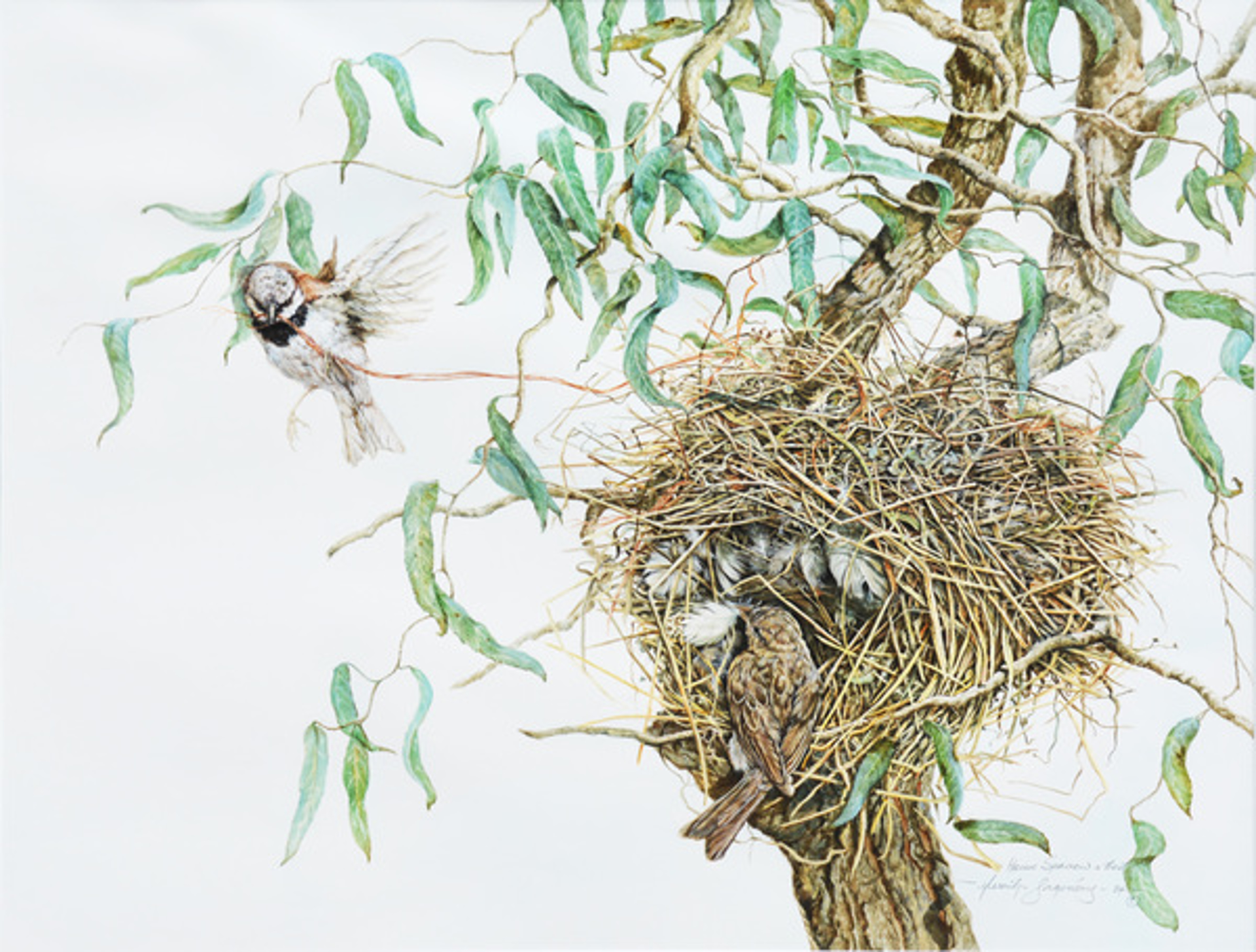 Sparrows and Nest by Merrilyn Jaquiery