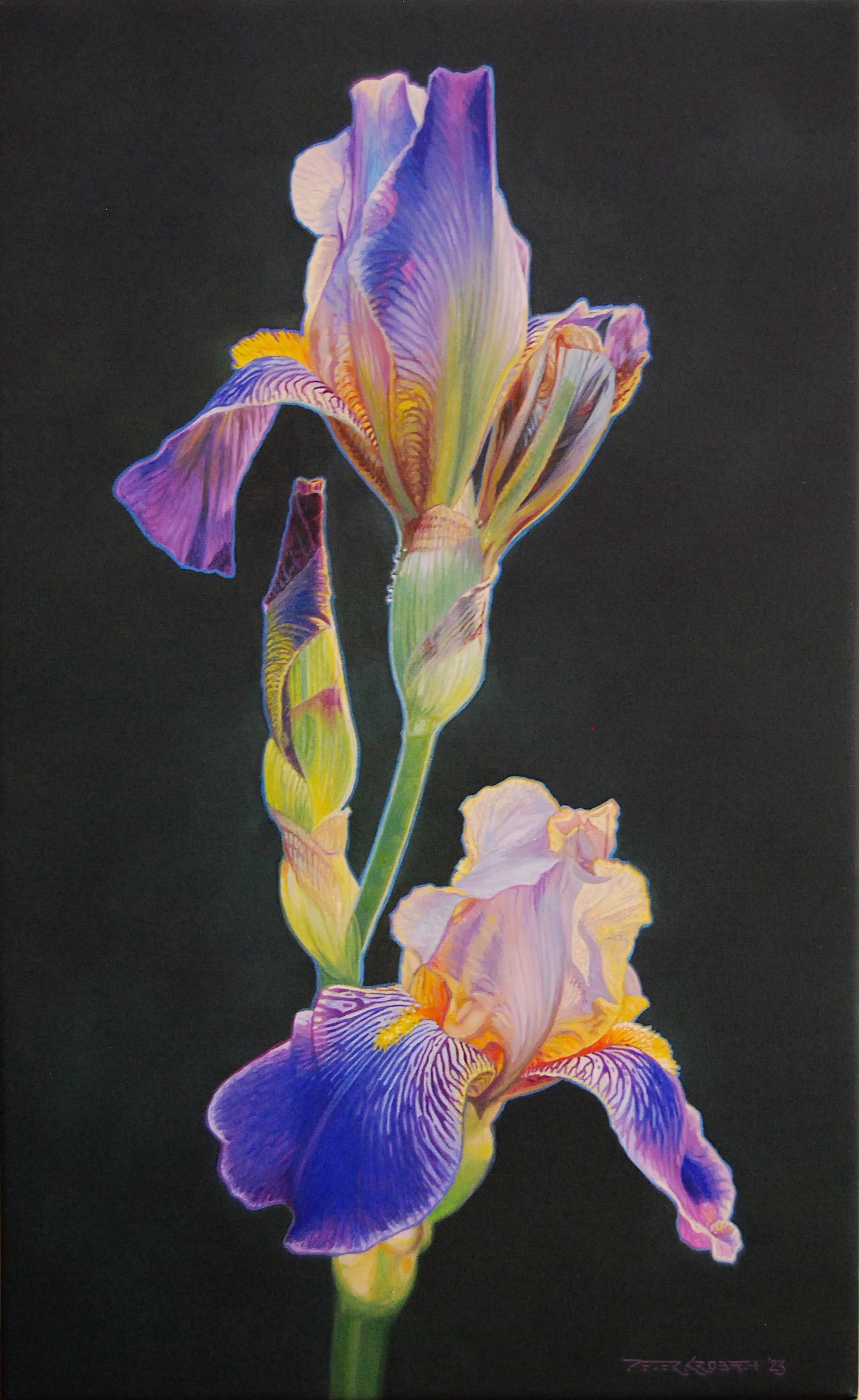 Iris by Peter Krobath
