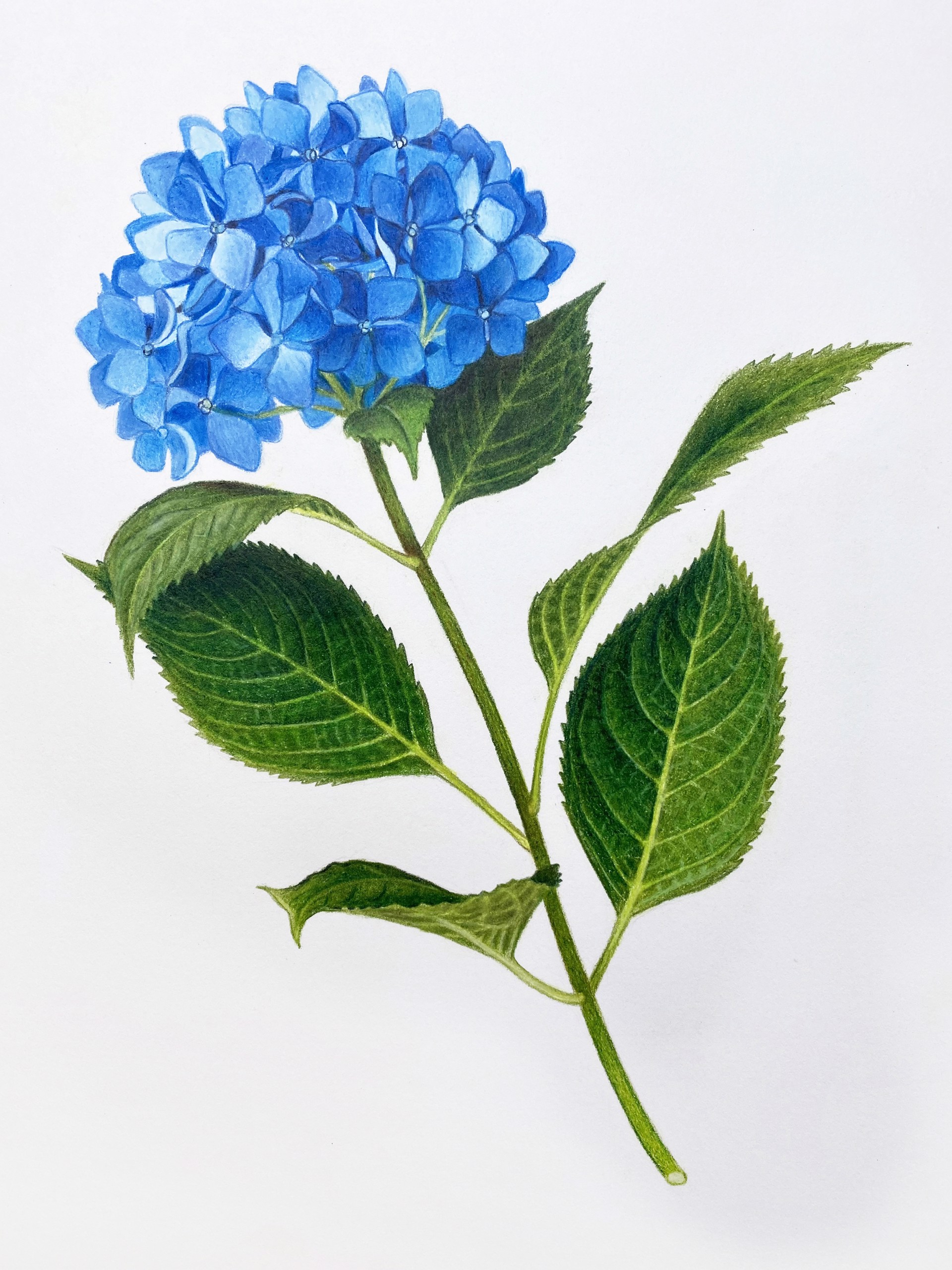 Blue Hydrangea by Hannah Hanlon