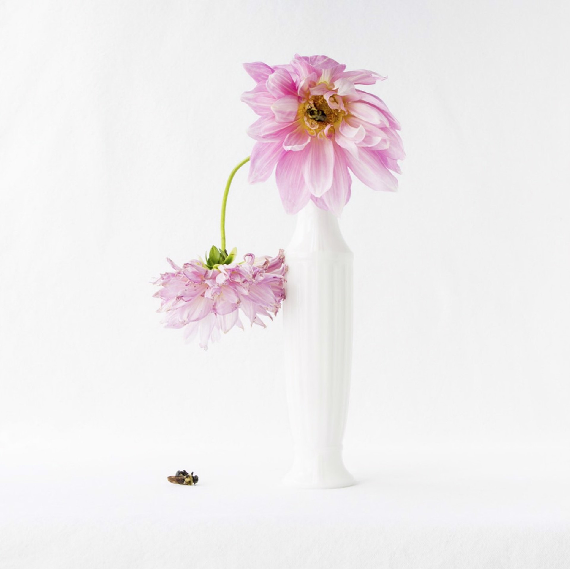 Wunderkammer - Dahlia and Bee by Kimberly Witham