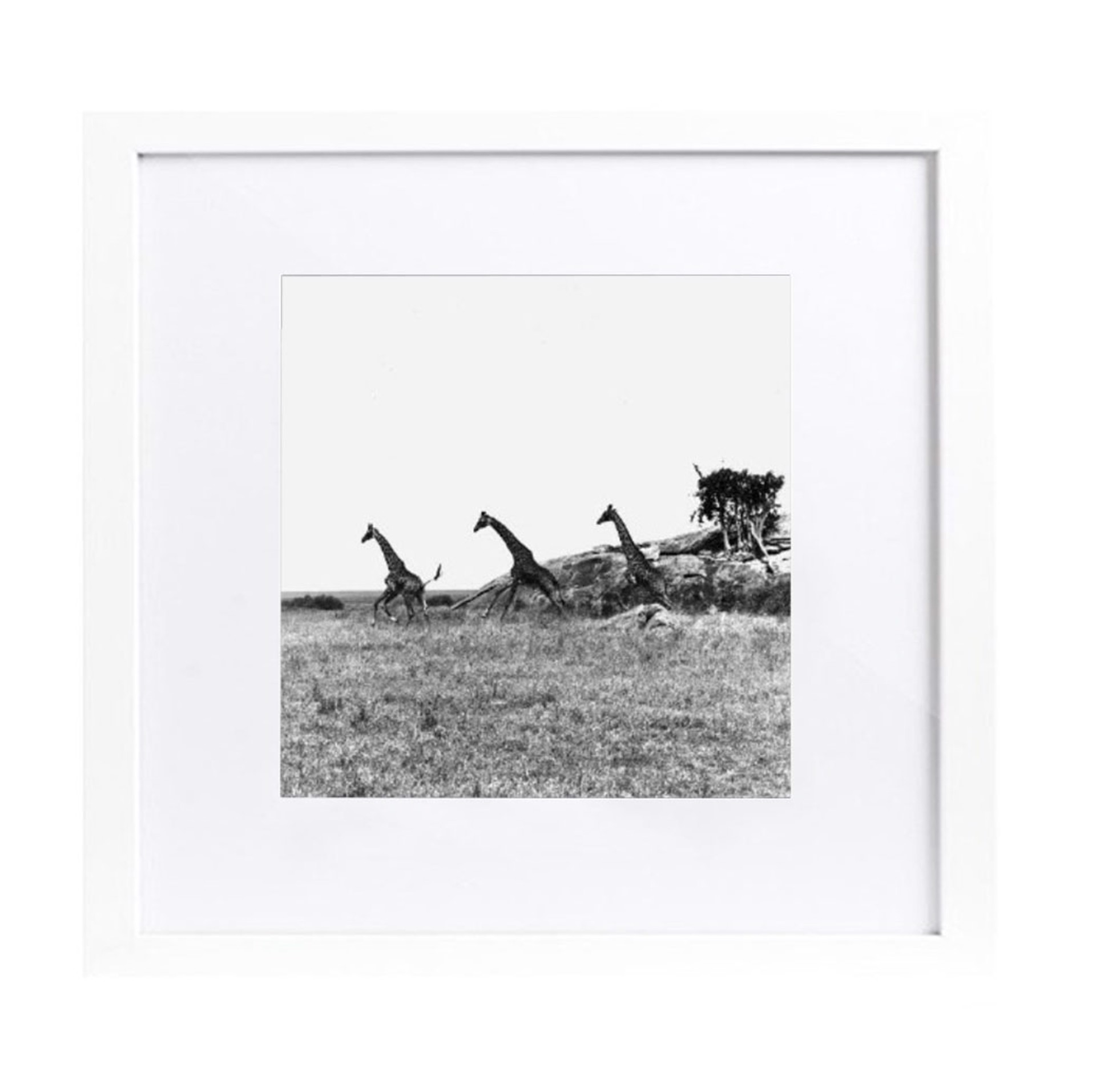 Giraffes (Tanzania) by Patrick Demarchelier