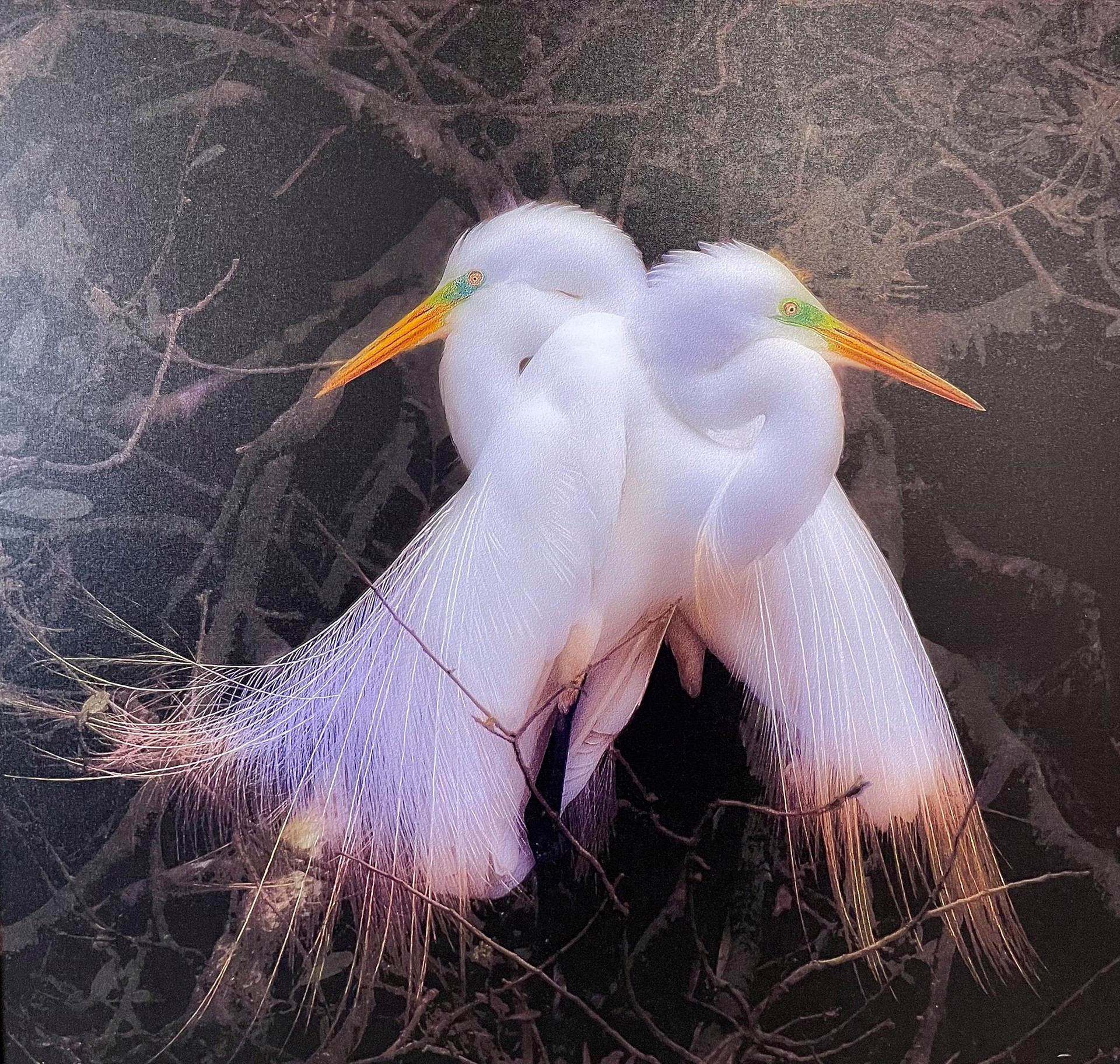 Birds I by Alan Gardner