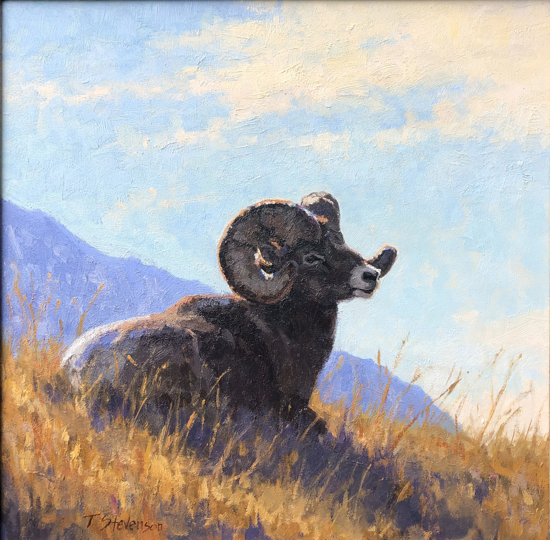 Rocky Mountain Ram by Tiffany Stevenson