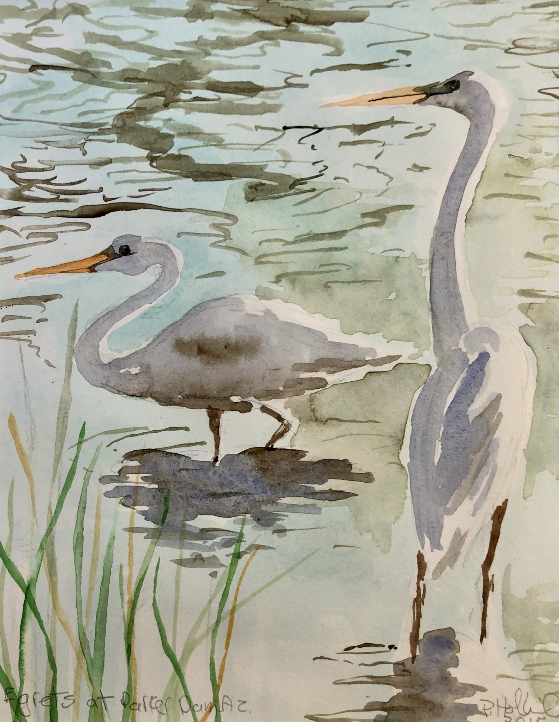 Egrets at Parker Dam by Pamela Hollinde