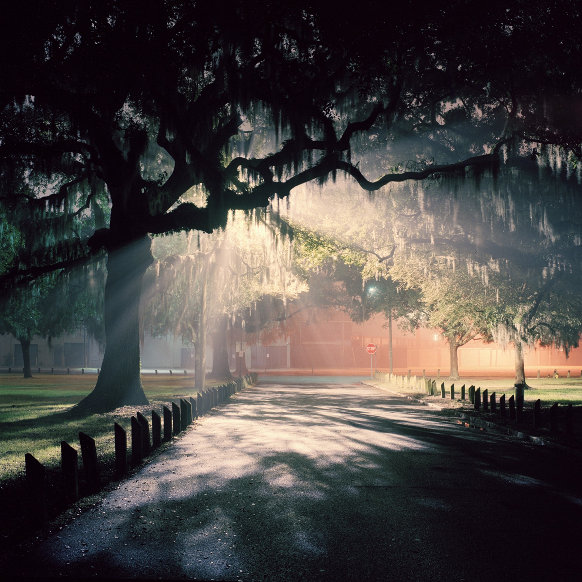 Savannah Nights #184 by Adam Kuehl