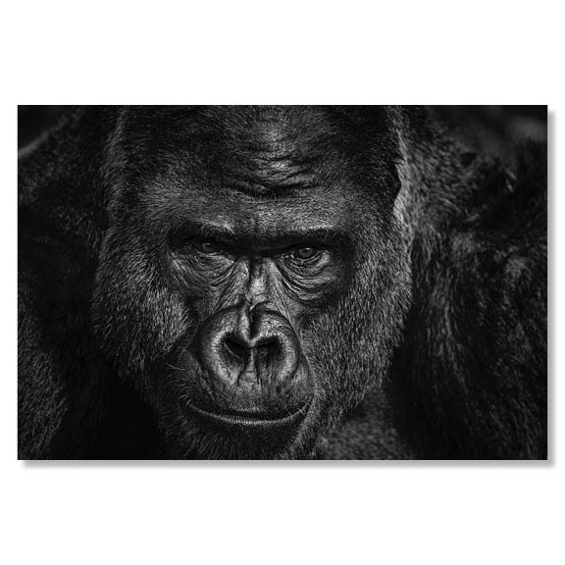 Elmo by David Yarrow