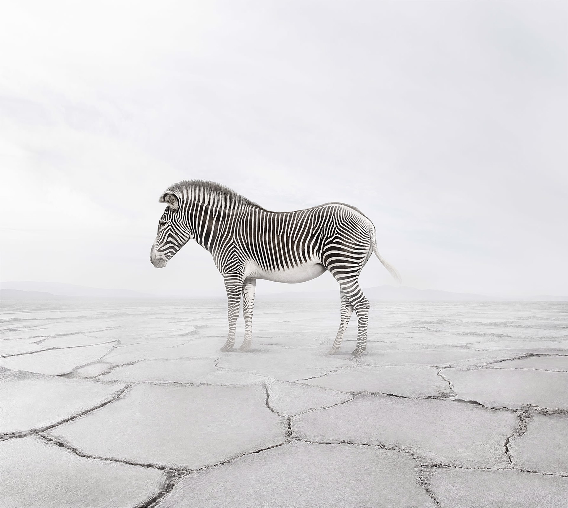 Zen Zebra by Alice Zilberberg