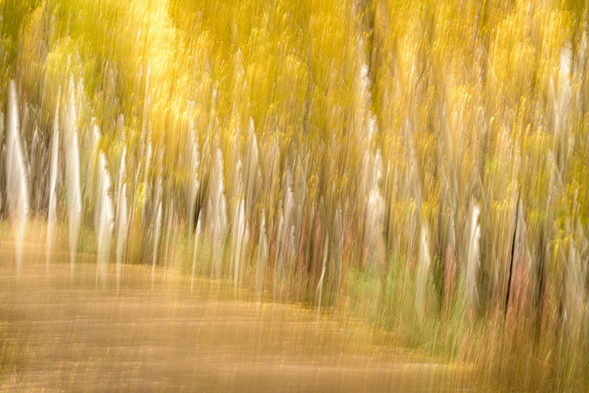 Light Rays Through Yellow And Orange Fall Aspen Trees On A Country Road, Abstract Photography Printed On Metal By Dwight Vasel