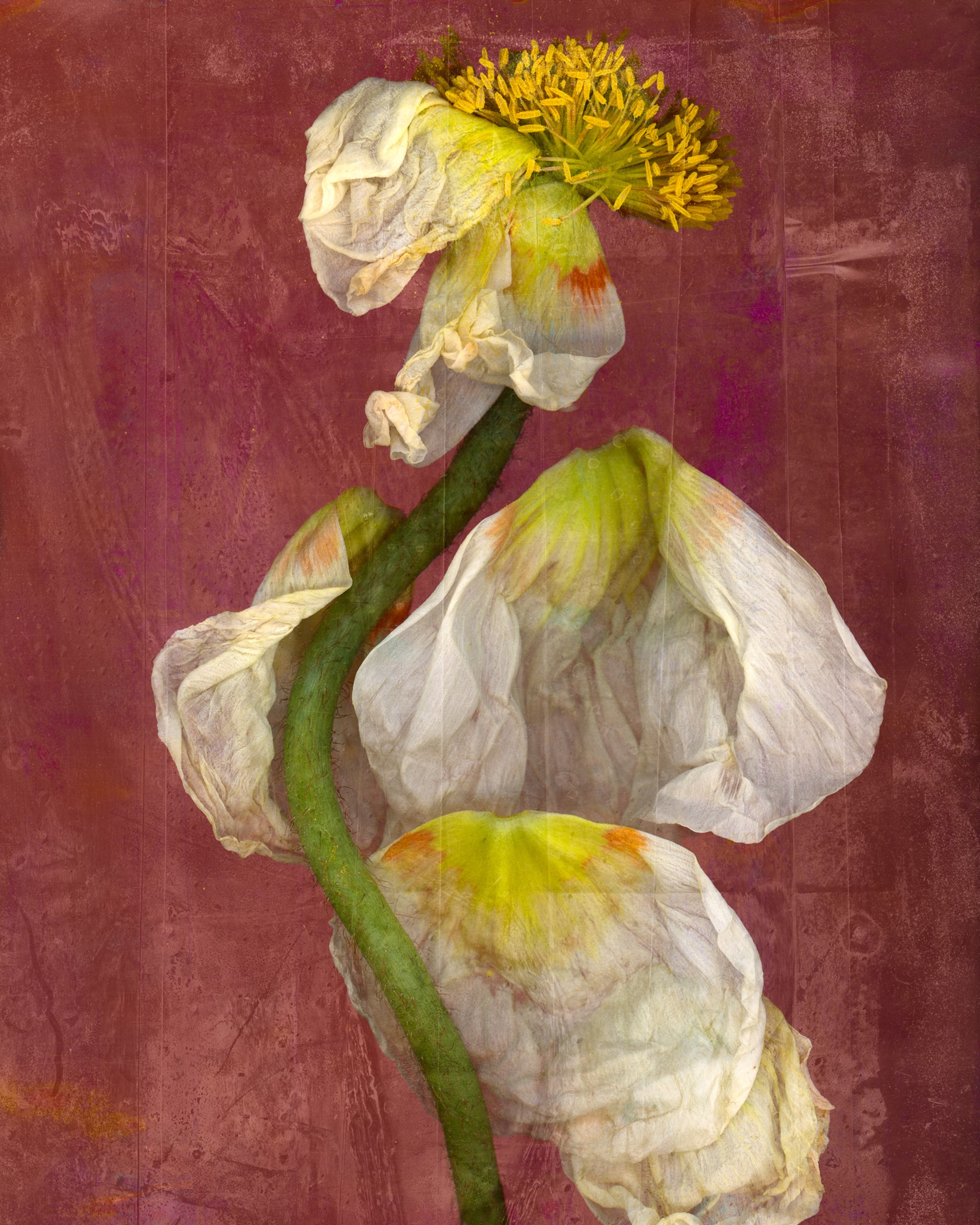 Floral Triptych 1 by Jennifer Pritchard