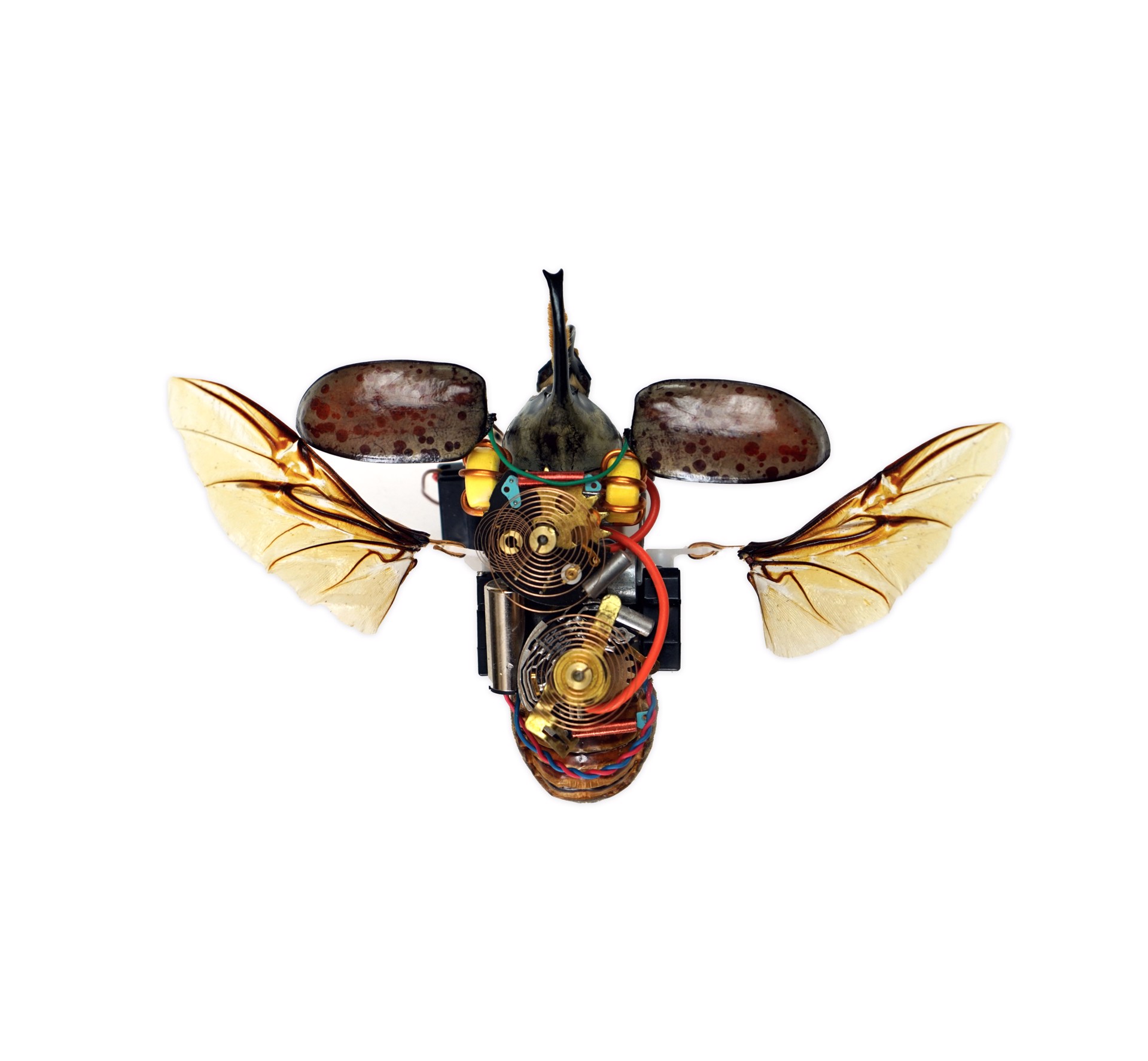 Beetle by Jamie Garrison