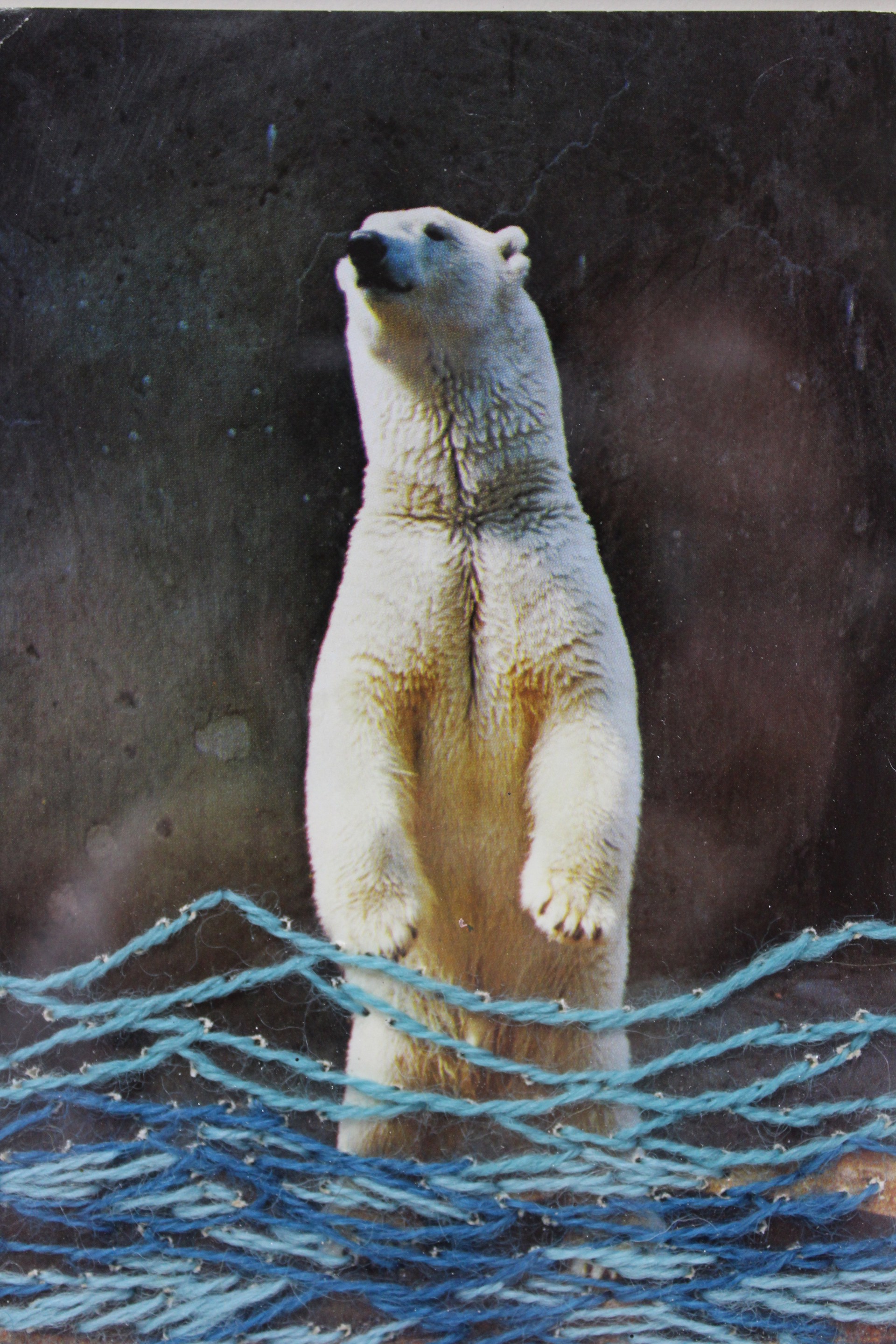 water: Polar Bear by Kathryn Hunter