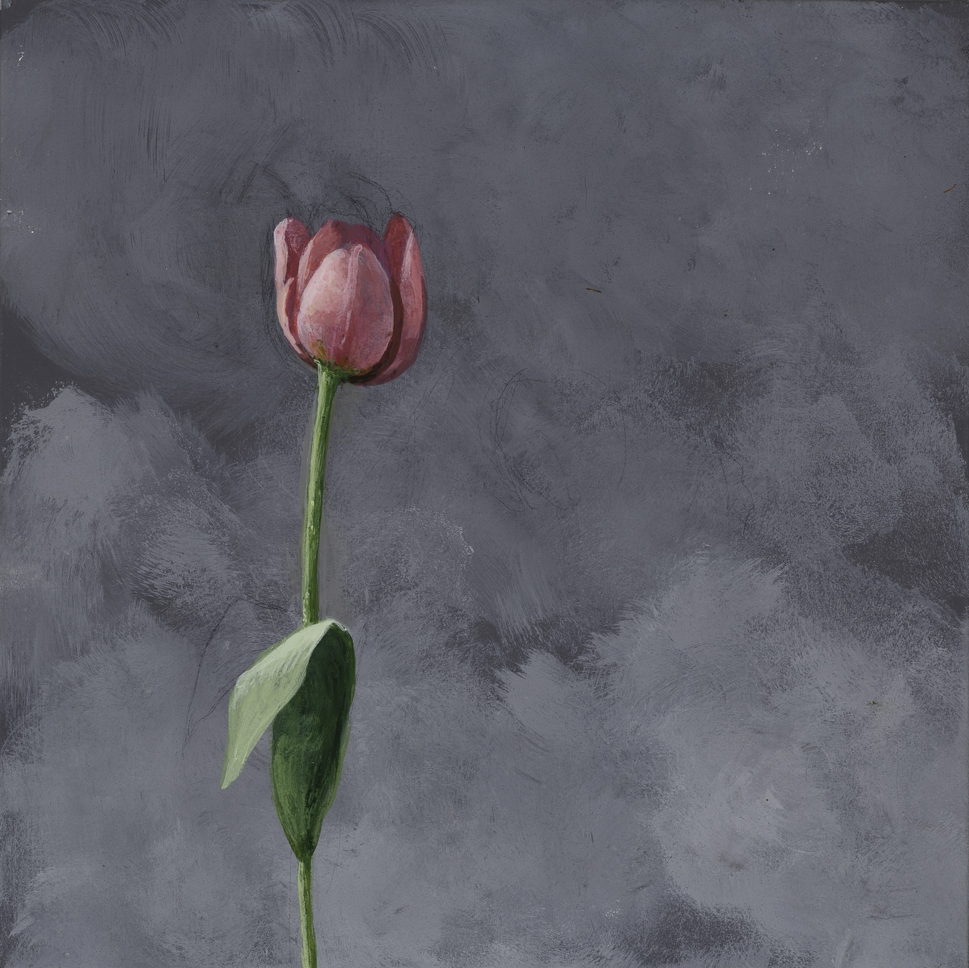 Pink Tulip by Carol Mothner
