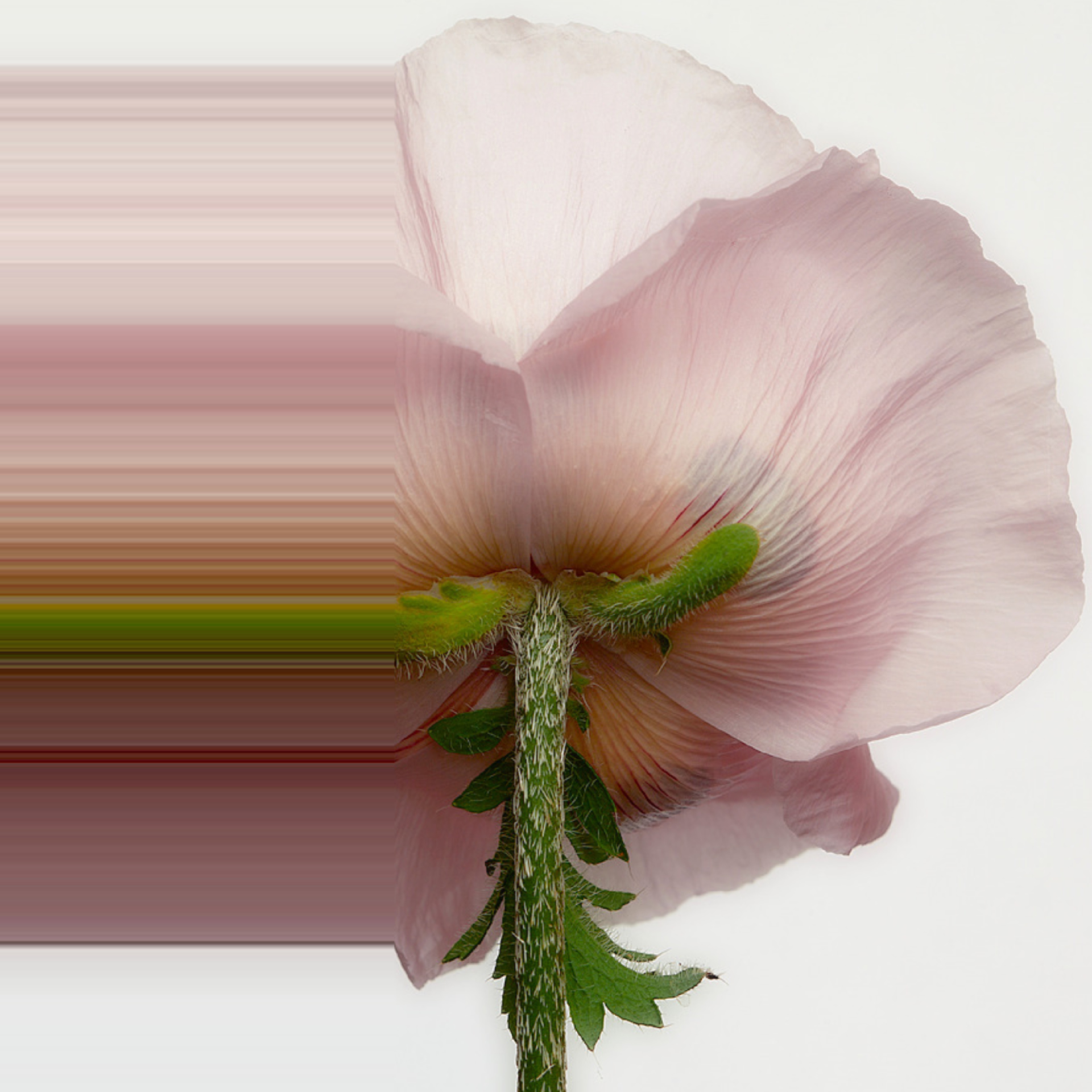 Pink Flower Glitch Art #3 by Oz Van Rosen