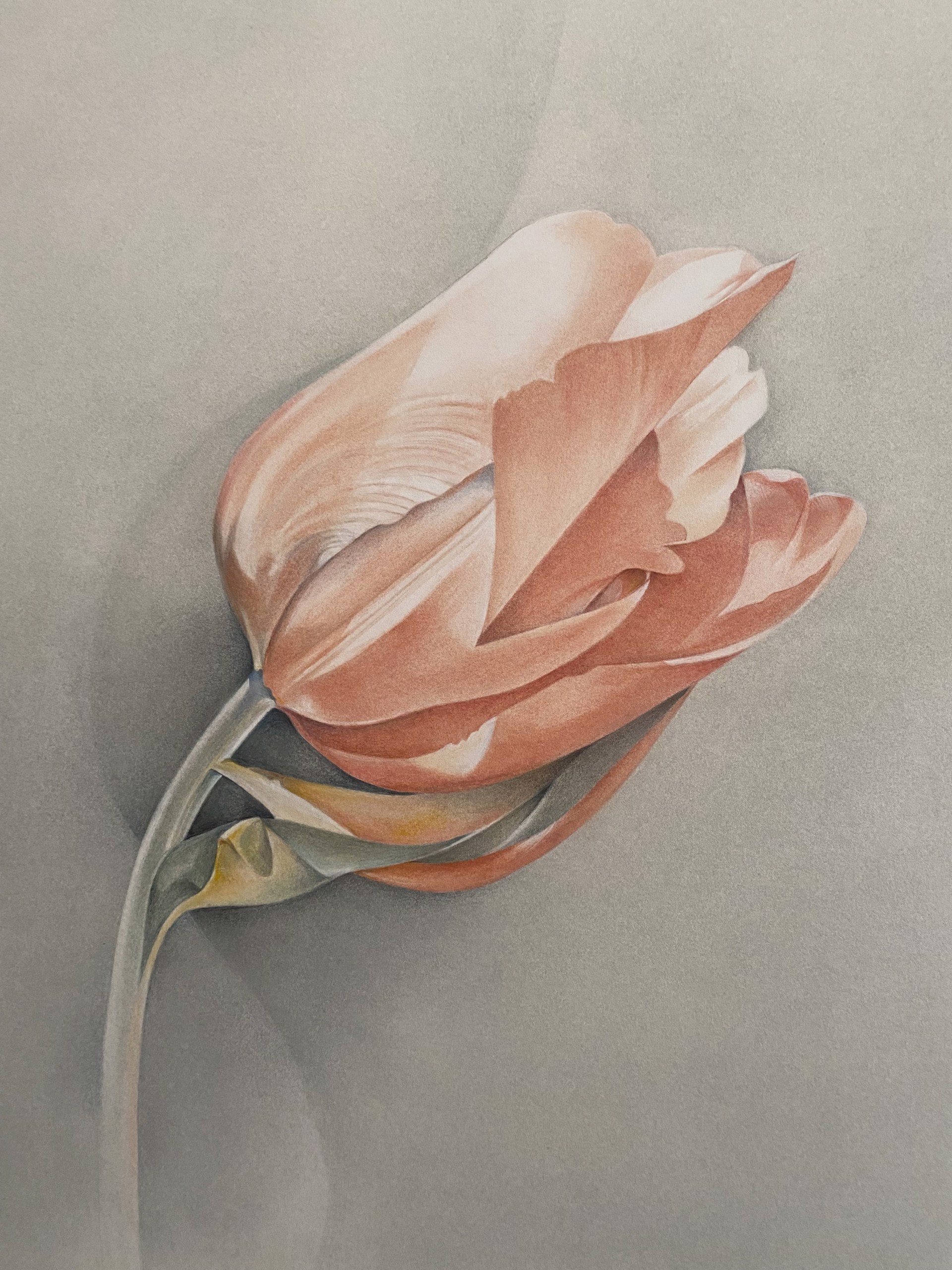 Tulip: Summer Evening by Susan Manchester