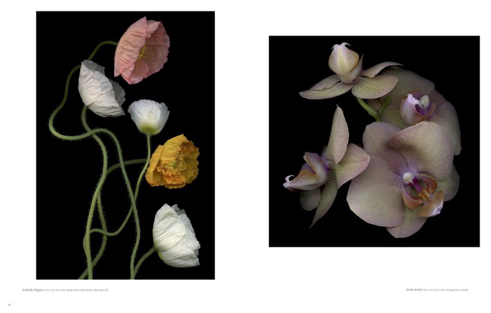 Botanicals Intimate Portraits by Laurie Tennent