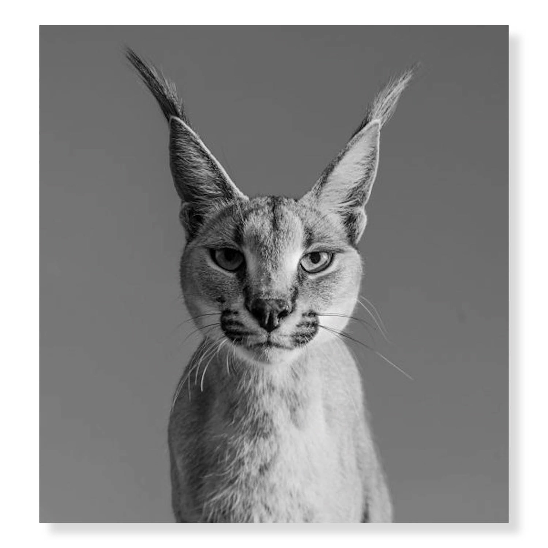 Harry Potter by David Yarrow