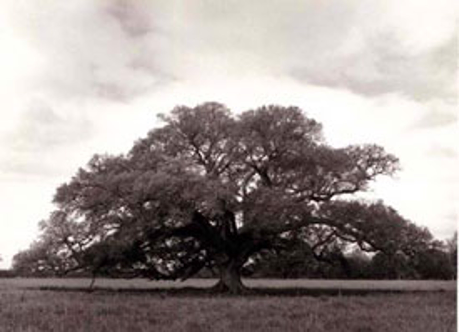 Lone Oak by William Guion