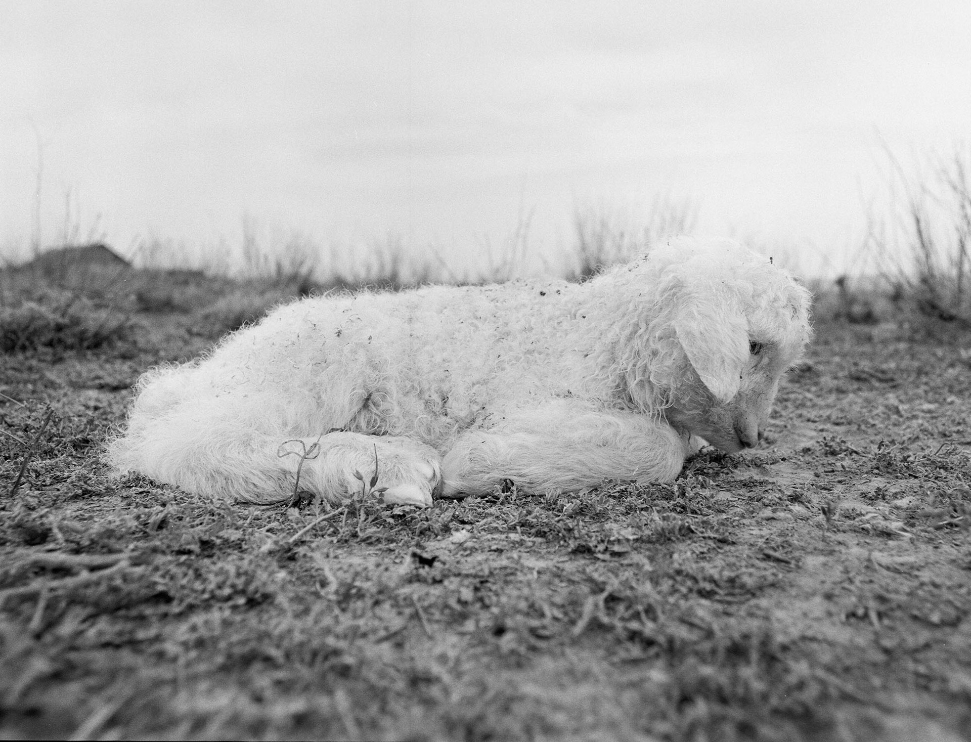 Lamb, One Minute Old by Philip Holsinger