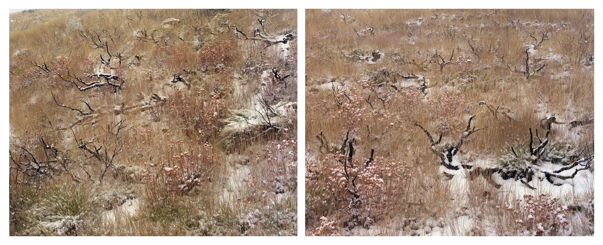 Late Fall, Burnt Sage Brush Diptych  AP by Laura McPhee
