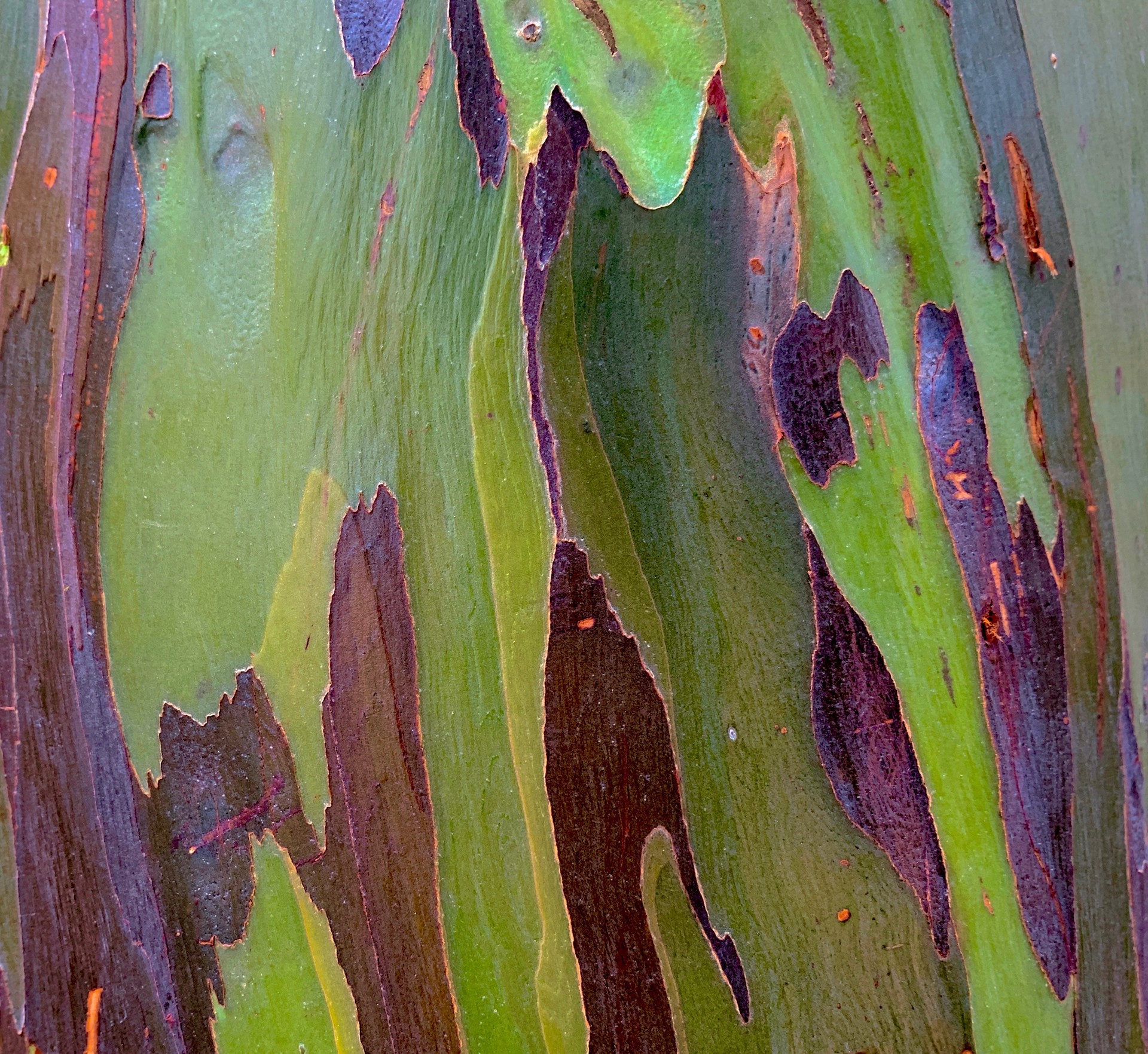 Rainbow Eucalyptus Tree, Florida 3 by Amy Kaslow