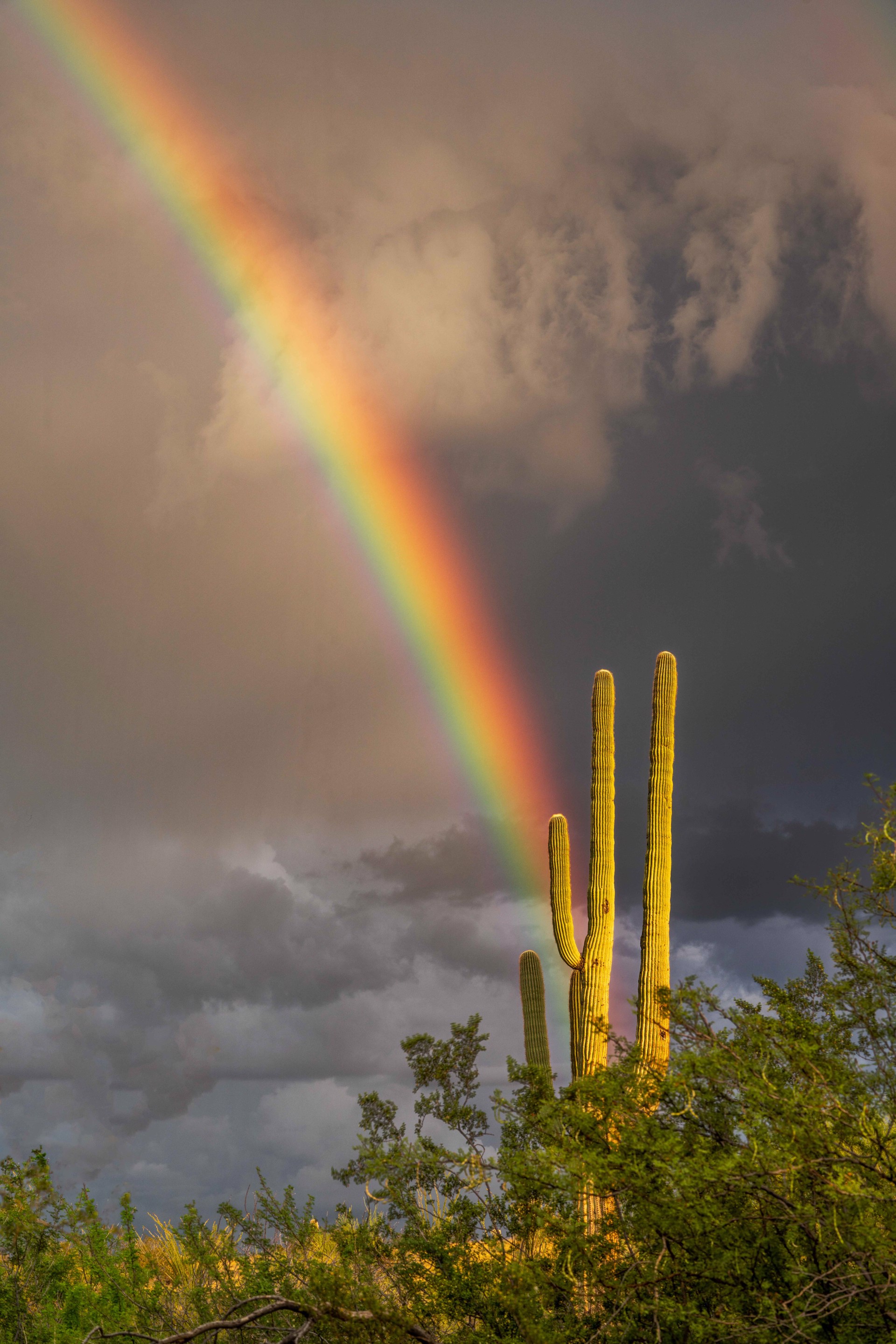 Monsoon Rainbow and Saguaro by JB Gillett