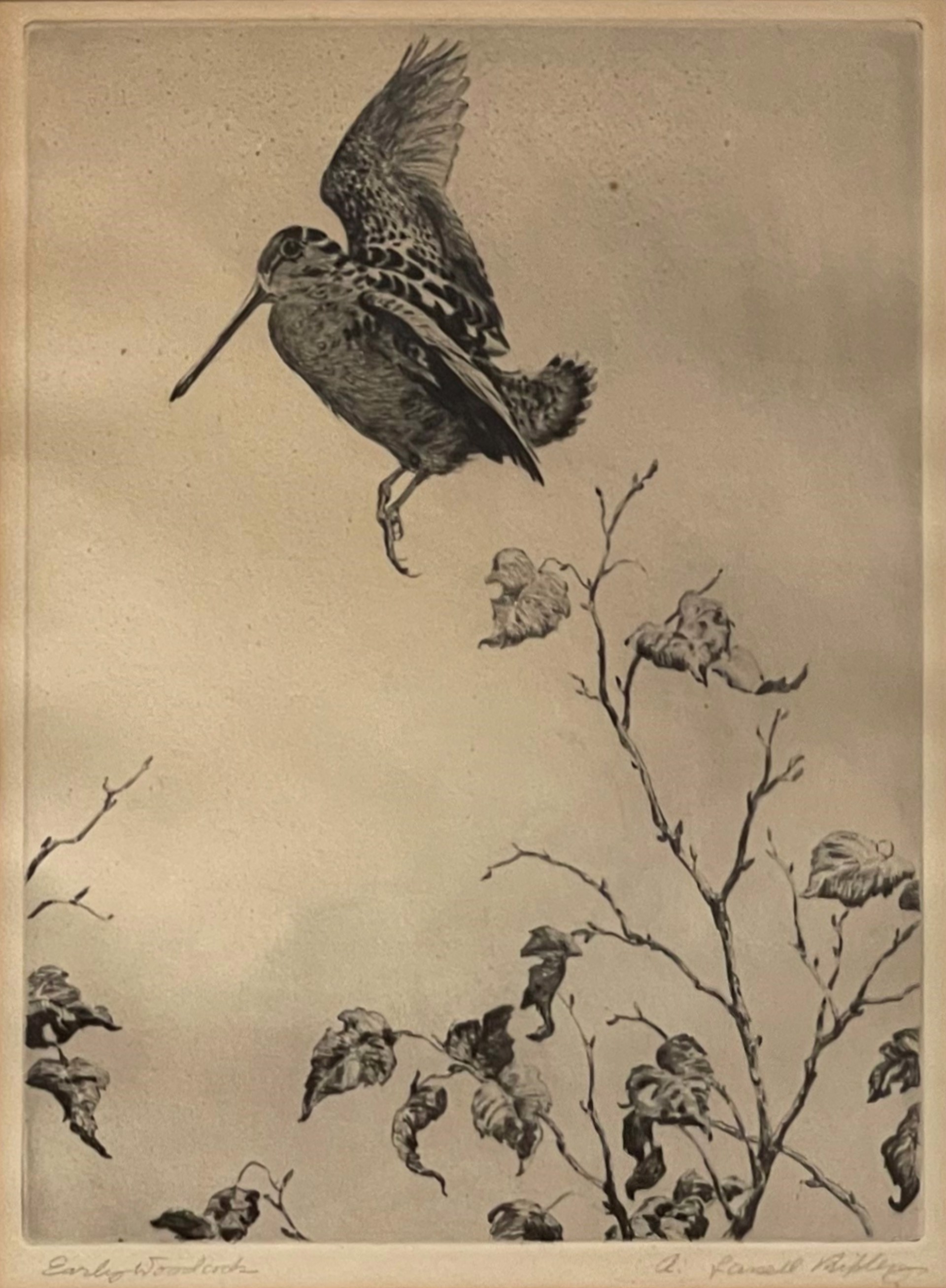 Flying Woodcock, Artist Proof by Aiden Lassell Ripley