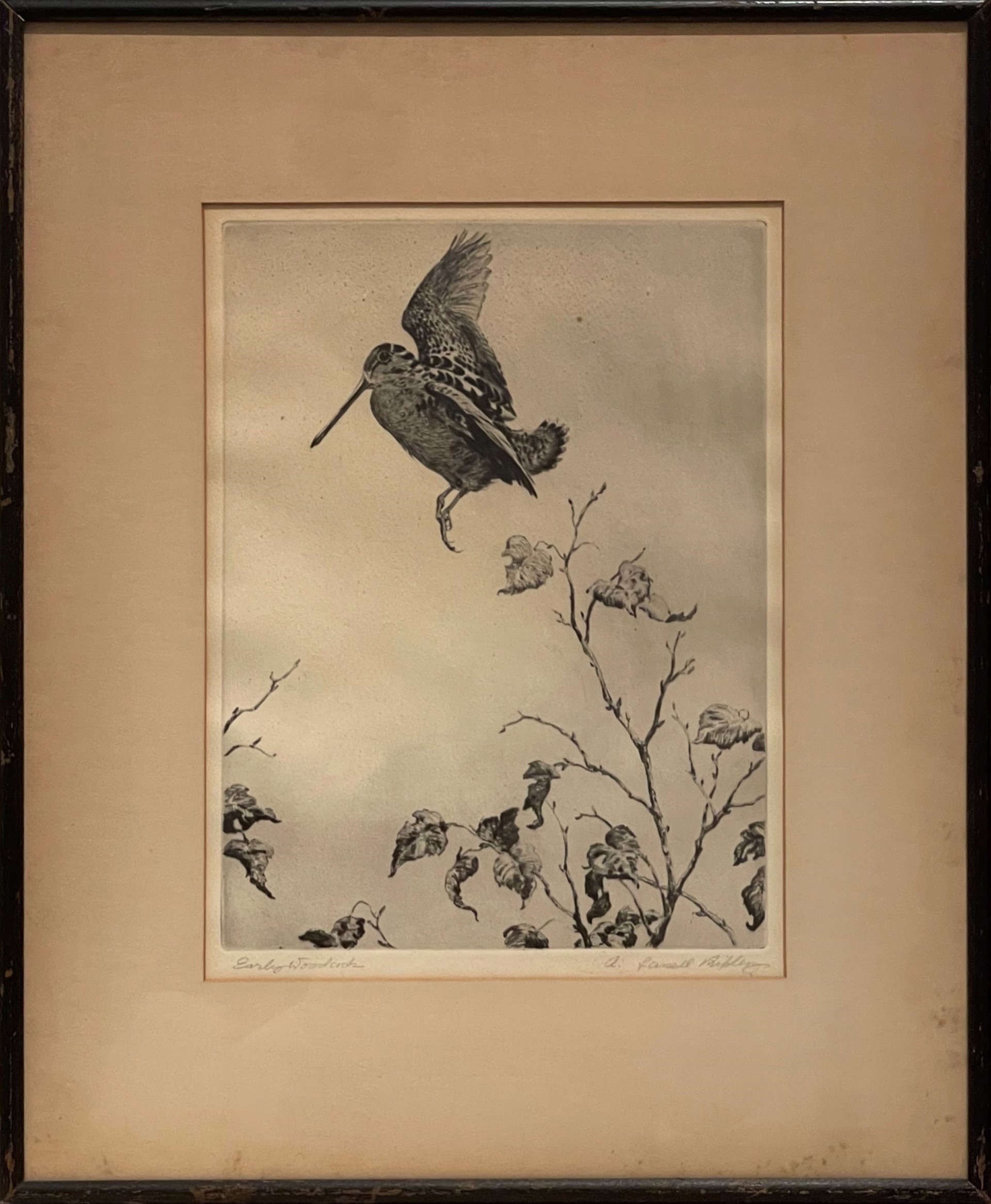 Flying Woodcock, Artist Proof by Aiden Lassell Ripley