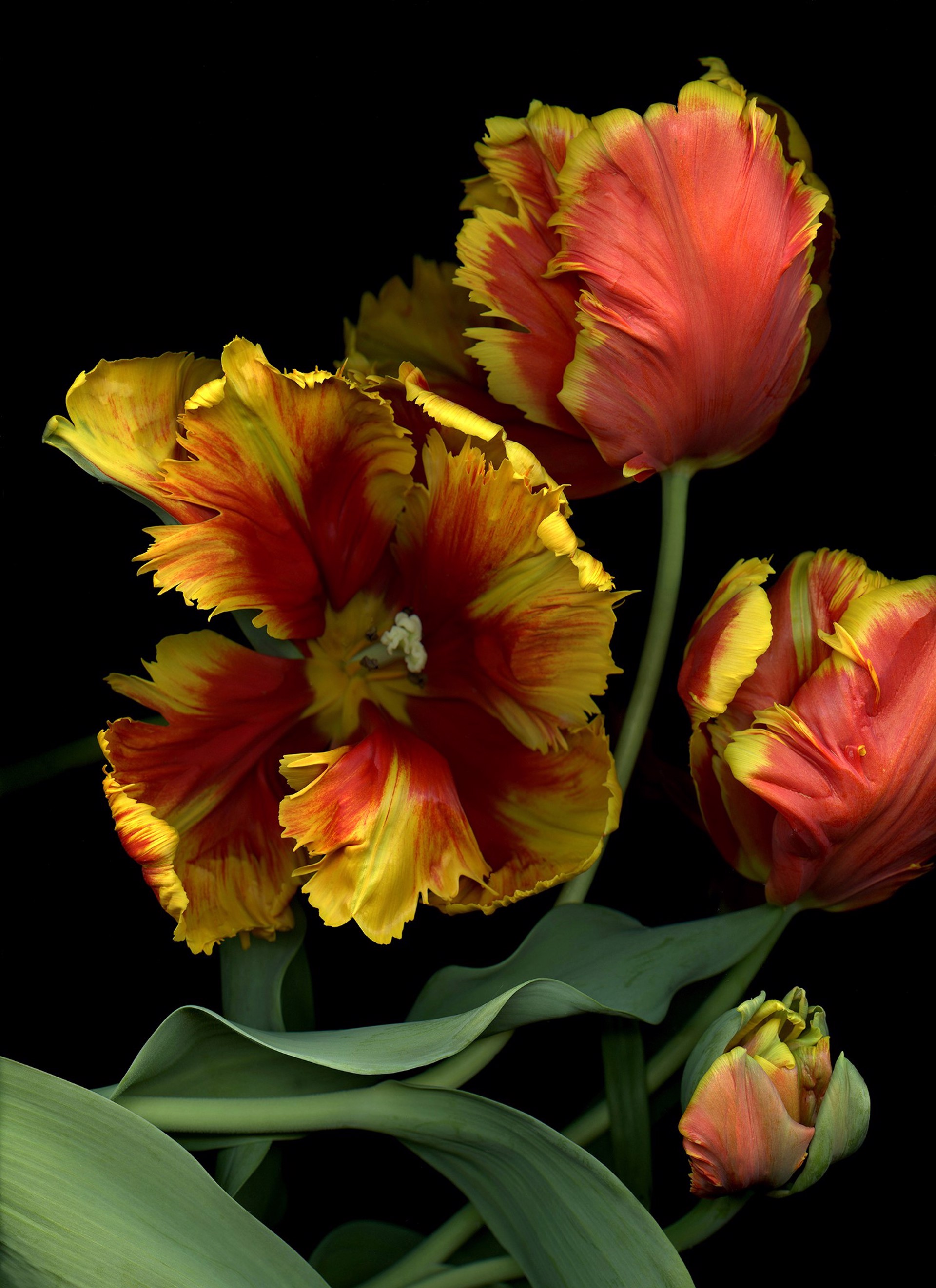 Parrot Tulips by Laurie Tennent